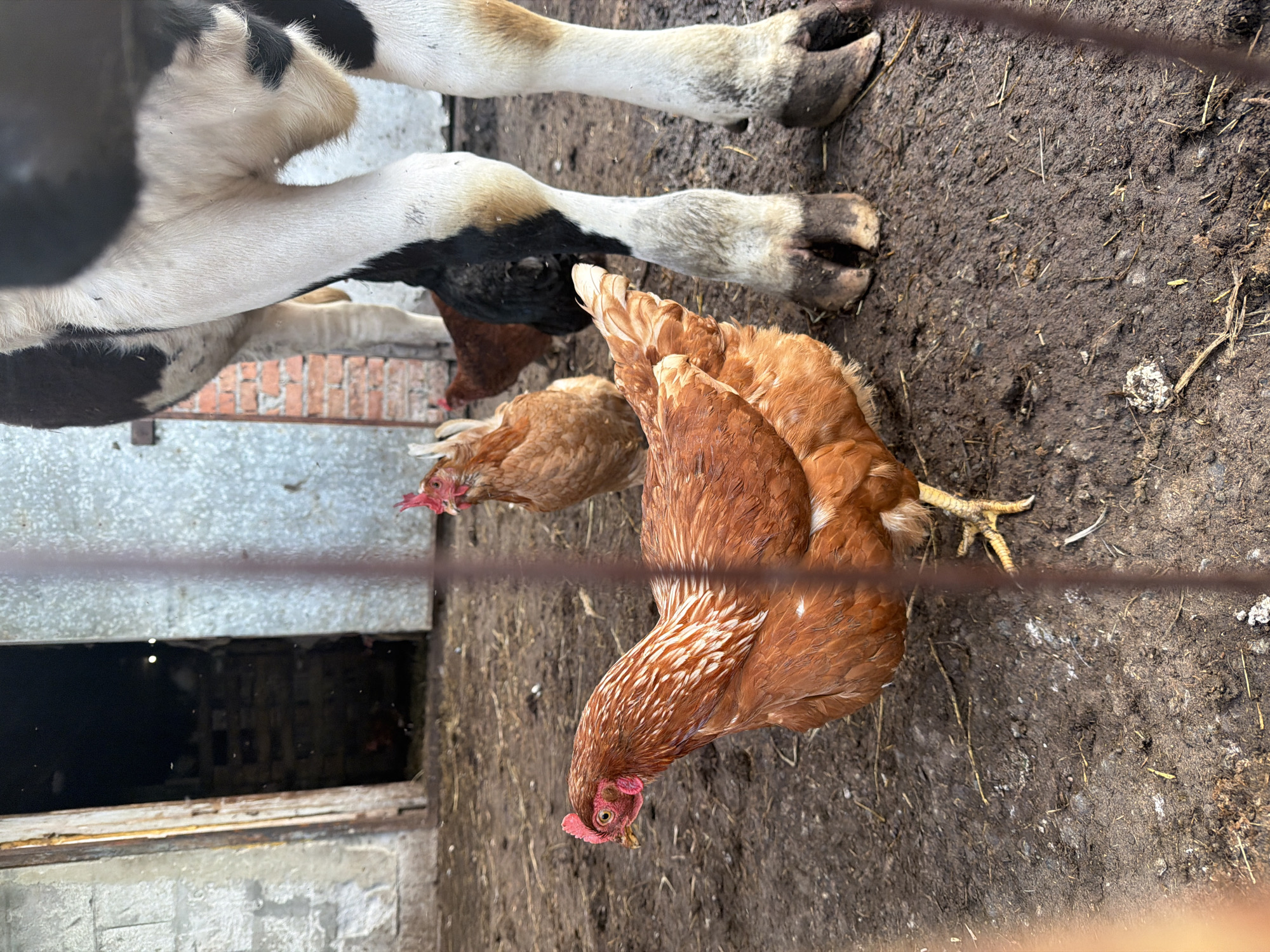The image depicts a scene in what appears to be a barnyard or agricultural setting. Two chickens, primarily brown in color, are the central focus. Behind them, the legs and lower torso of a black and white cow are visible. The ground is muddy with scattered hay and dirt. In the background, there's a partially visible building with a dark, possibly open doorway. The photograph is taken through what appears to be a wire fence or barrier. The location is unknown.