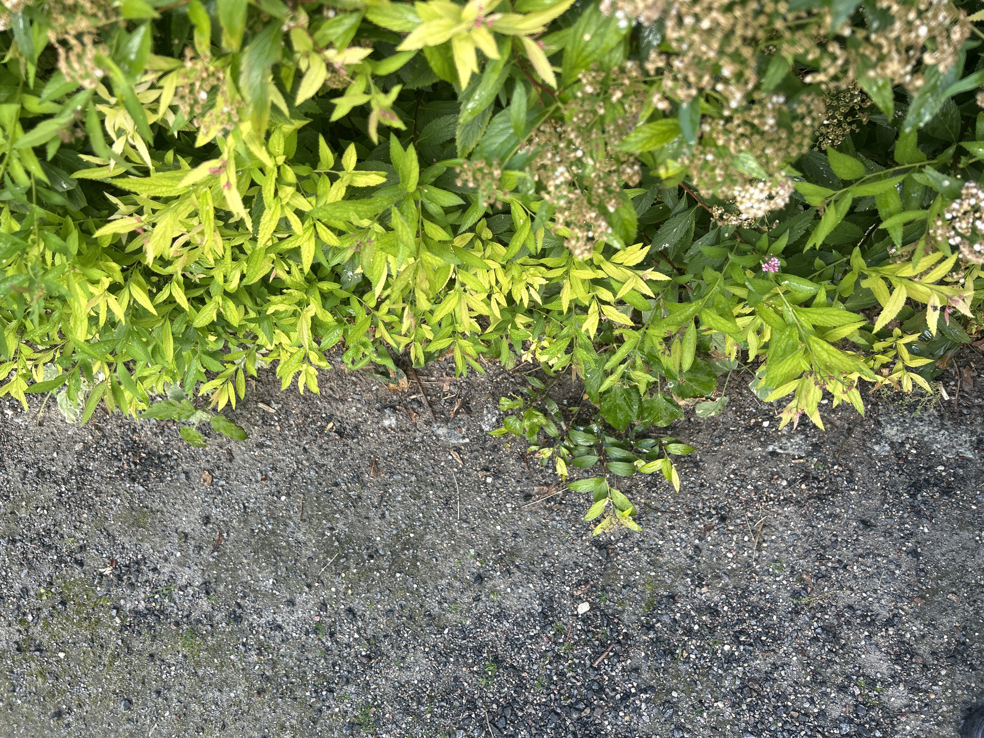 The image shows a ground-level view of a border between a gravel path and a dense cluster of green foliage. The gravel path is on the left, composed of small, dark gray stones with some lighter gray and white pebbles interspersed. There are a few dry twigs and sparse, thin green blades of grass growing among the gravel.
The foliage on the right is lush and vibrant. It consists of numerous small, pointed leaves, many of which are a bright chartreuse or lime green, while others are a deeper, darker green. The leaves appear wet, possibly from recent rain, with visible water droplets on their surfaces. Interspersed within the greenery are clusters of small, delicate white and tan flowers or seed heads, some of which are slightly out of focus. There is also a single, small pink flower visible among the leaves. The overall impression is of a well-maintained garden edge adjacent to a utilitarian path.
There are no people or animals visible in the image. The setting appears to be outdoors, with natural light illuminating the scene. The composition is vertical, with the path occupying the left half and the vegetation dominating the right half.
The image does not provide any specific visual cues that would allow for precise identification of the location within the city of Vilnius, Lithuania.