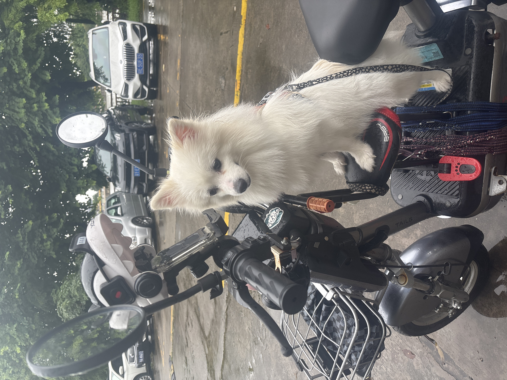 A fluffy white Pomeranian dog sits on the seat of a dark-colored electric scooter. The scooter has a black basket on the front, a mirror with a shark-themed cover, and several leashes hanging from the seat. The dog is wearing a black and white patterned harness. The scooter is parked on a wet, paved surface, possibly a parking lot, with several cars visible in the background. Trees with green foliage line the background. The environment appears to be outdoors, with overcast skies suggested by the lighting. The license plates on the cars indicate they are from China, likely within the Nanhai District. The overall scene depicts a dog waiting on a scooter, possibly in a public outdoor space.
