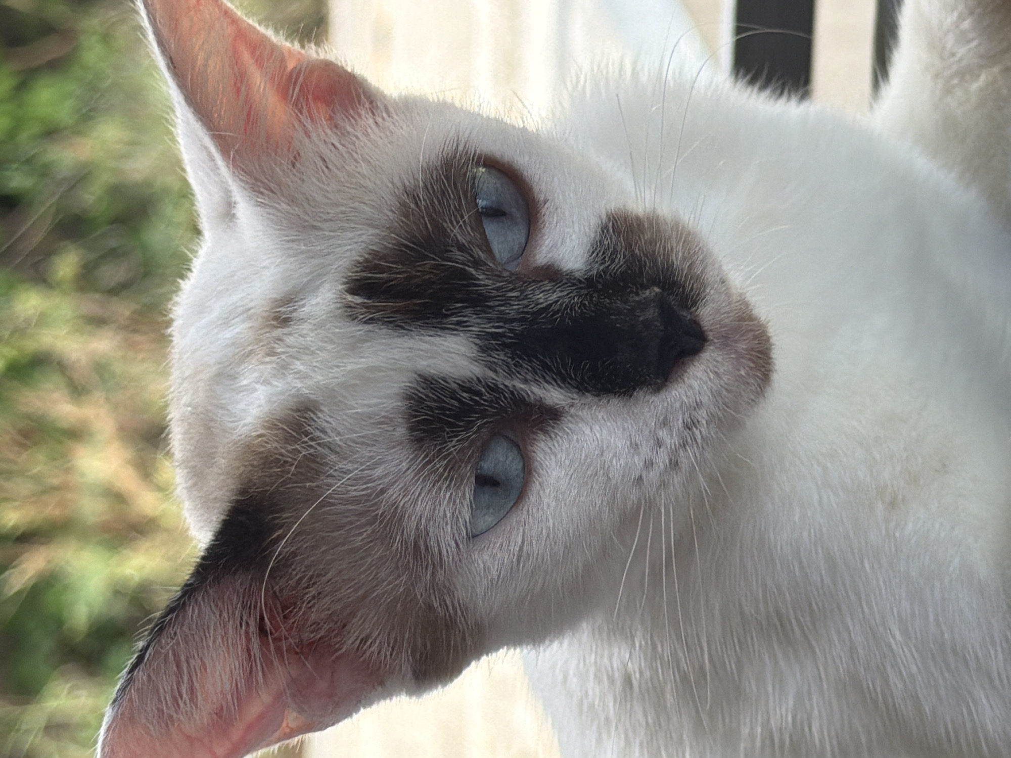 A close-up, head-and-shoulders shot of a white Siamese cat with distinctive brown and black markings on its face and ears. The cat has striking blue eyes and is looking downwards with a neutral expression. Its fur is white with patches of brown and black. The background is blurred, showing hints of green foliage and what appears to be a wooden surface with black stripes. The image is taken outdoors, likely in a tropical or semi-tropical environment given the foliage. The lighting suggests it is daytime, possibly late afternoon or early morning, with soft, diffused light. No people are present in the image, and the focus is solely on the cat. The location is identified as Ko Pha-ngan District, Thailand.