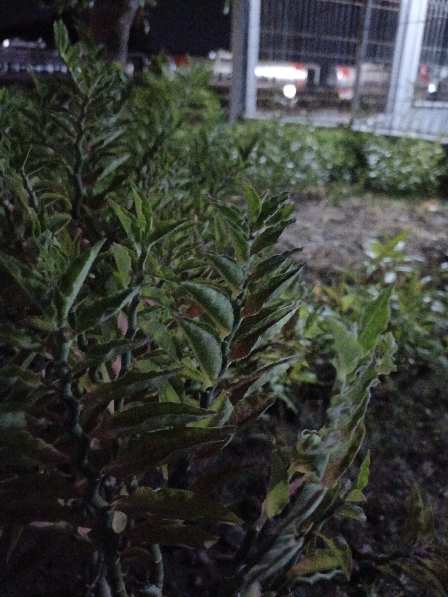 A close-up, outdoor, night-time shot of a dense, leafy plant in the city of Pogar, Indonesia. The plant has thin, upward-reaching stems with numerous lance-shaped leaves. The leaves are primarily green with some reddish-pink coloration, particularly along the edges and veins. The background is out of focus, showing a dark, earthy ground surface and what appears to be a fence or structure with horizontal bars and blurred lights in the distance. The lighting suggests artificial illumination, possibly from streetlights or nearby buildings, creating a dimly lit scene. There are no people or animals visible.