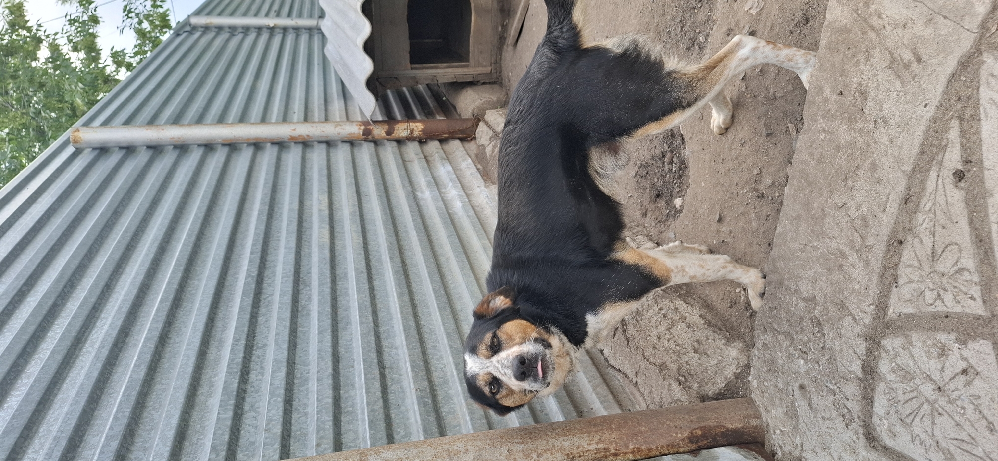 A medium-sized dog with black, brown, and white fur stands outdoors in front of a corrugated metal fence. The dog's head is turned to the side, and its tongue is slightly extended. Behind the dog, a simple wooden dog house with a metal roof is visible. The ground is dirt and some concrete. The image appears to be taken in a residential or rural setting, possibly a backyard. The location is identified as Kostanay, Kazakhstan.