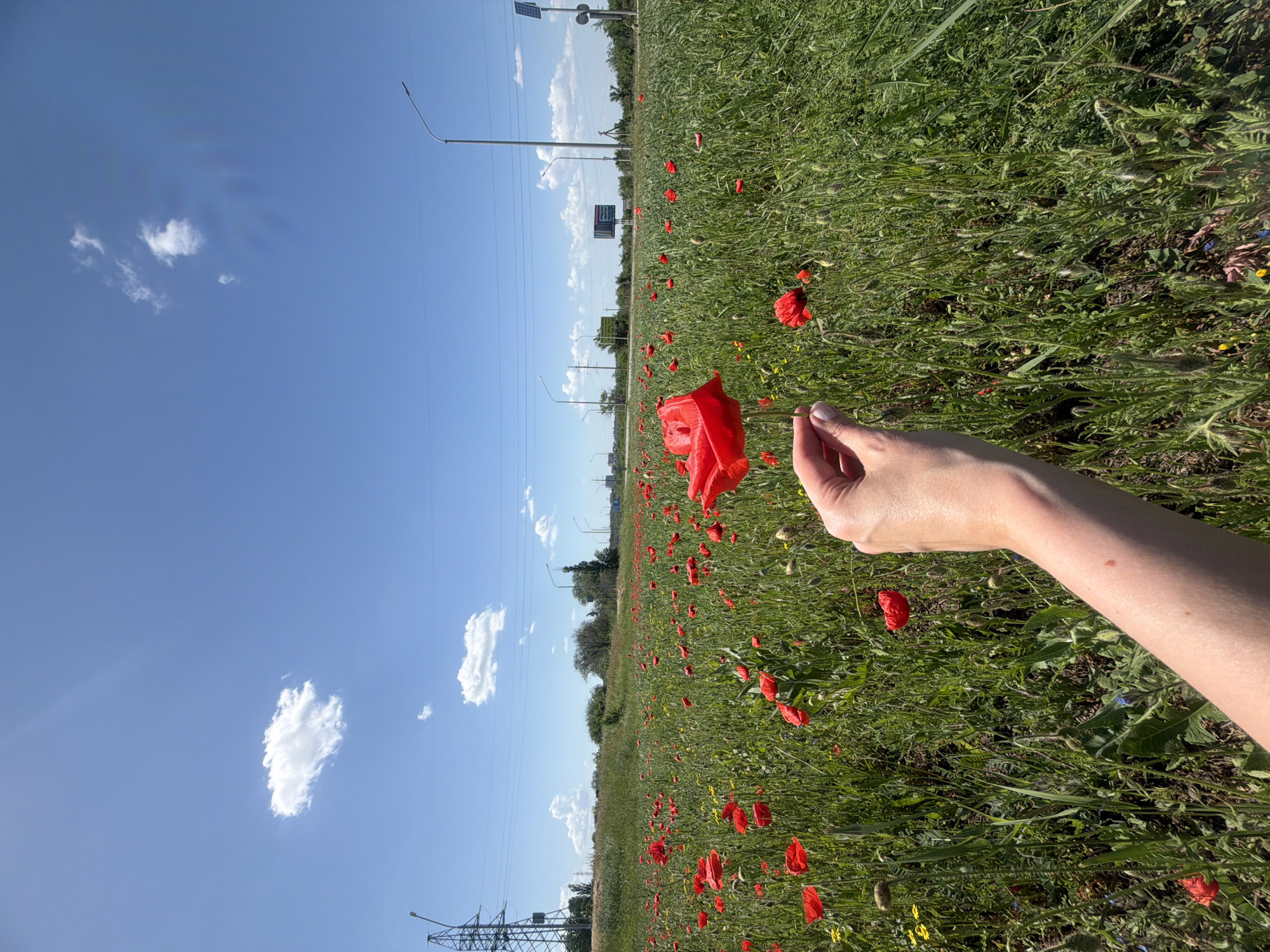 A close-up, vertical outdoor shot in Novoalexandrovka, Russia, shows a field of red poppies and green grass under a blue sky with scattered clouds. A light-skinned arm and hand are visible on the right side, appearing to hold a single poppy. In the background, a road runs parallel to the field, with streetlights and utility poles along it. A billboard is also visible in the distance. Power lines appear in the lower left corner.