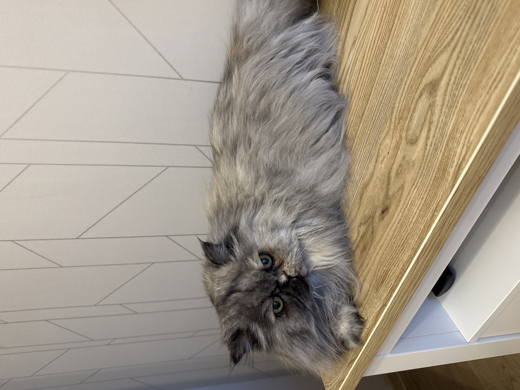 A gray Persian cat lies on a light-colored wooden shelf, next to a white wall with a geometric pattern. The cat is facing the camera with its eyes open. The location is not identified.