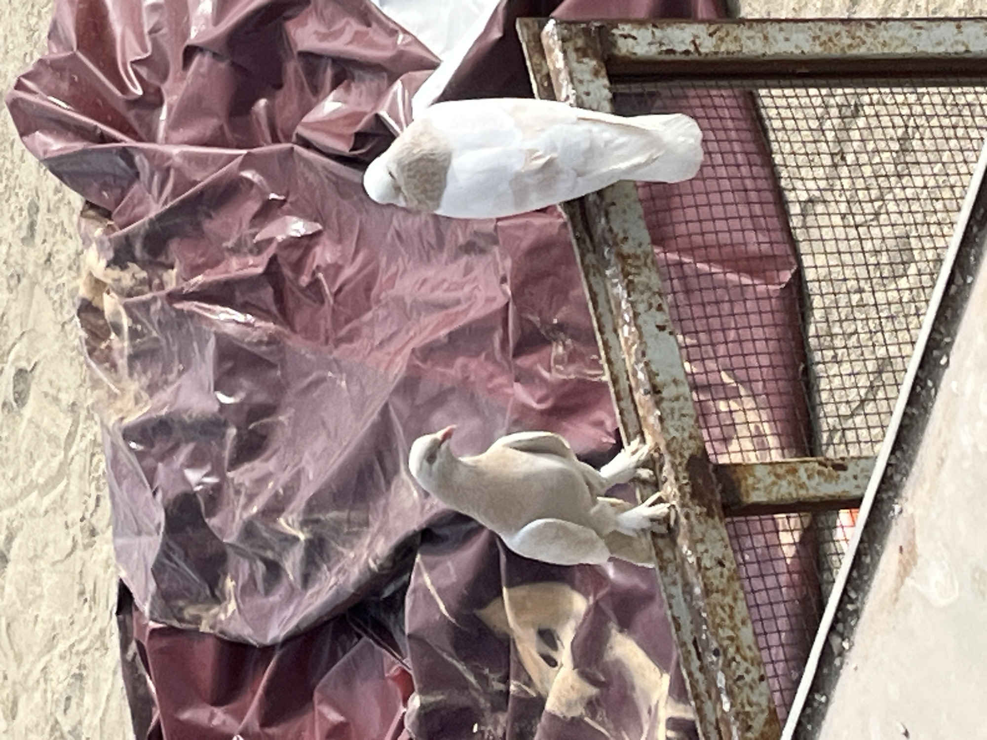 Two pigeons perch on metal structures adjacent to a rumpled, maroon-colored plastic sheet. One pigeon, predominantly white with patches of brown, lies still. The second, paler pigeon clings to the metal frame. The background shows a wire mesh and indistinct urban features, suggestive of the city of Alanya, Turkey.