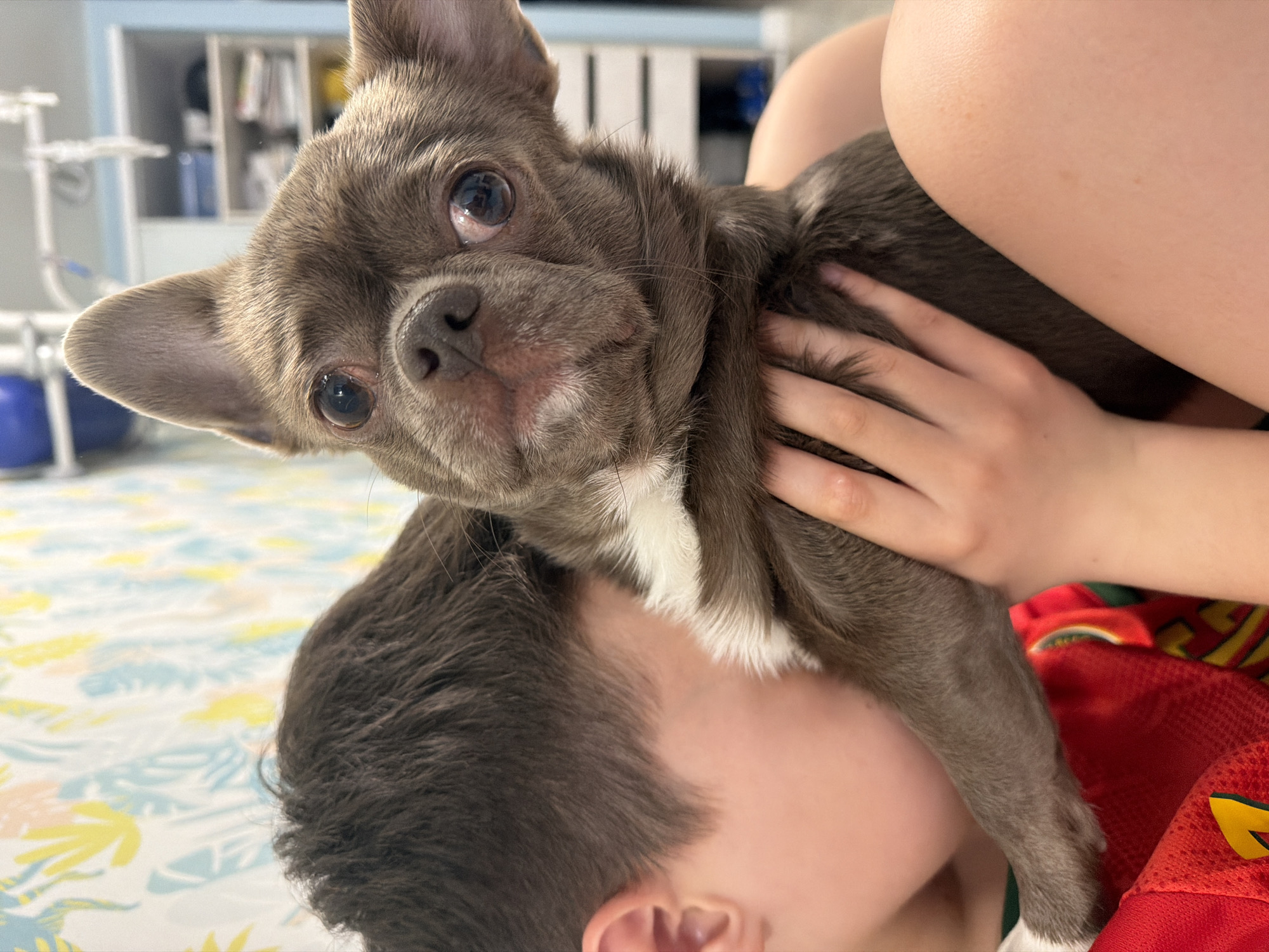 A heartwarming close-up captures a small, short-haired dog being affectionately held by a person. The dog, likely a Chihuahua or similar small breed, has a distinct blue-grey coat with soft fur and prominent white markings on its chest. Its large, dark, expressive eyes gaze directly at the viewer, with some visible redness in the tear ducts, and its head is tilted slightly. Its dark nose is centered in the frame.
Only portions of the person are visible: a head with short brown hair, an ear, a hand gently resting on the dog's back, a bare arm, and a partial view of a leg or torso. The person is wearing a bright red garment, possibly a sports jersey, with yellow and green accents visible on the lower right.
They are situated indoors, likely lying on a light-colored floor covered by a pastel-patterned mat or rug featuring abstract floral or leaf-like shapes in yellow, light blue, and pink. The background is softly out of focus, revealing light-colored shelves or storage units containing a few items, including a blue binder. To the far left, a white structure, possibly part of furniture or play equipment, and a blue ball are faintly visible. The natural lighting suggests a daytime setting. The scene conveys a sense of tender companionship and domestic comfort in Votkinsk, Russia. No visible text is present.