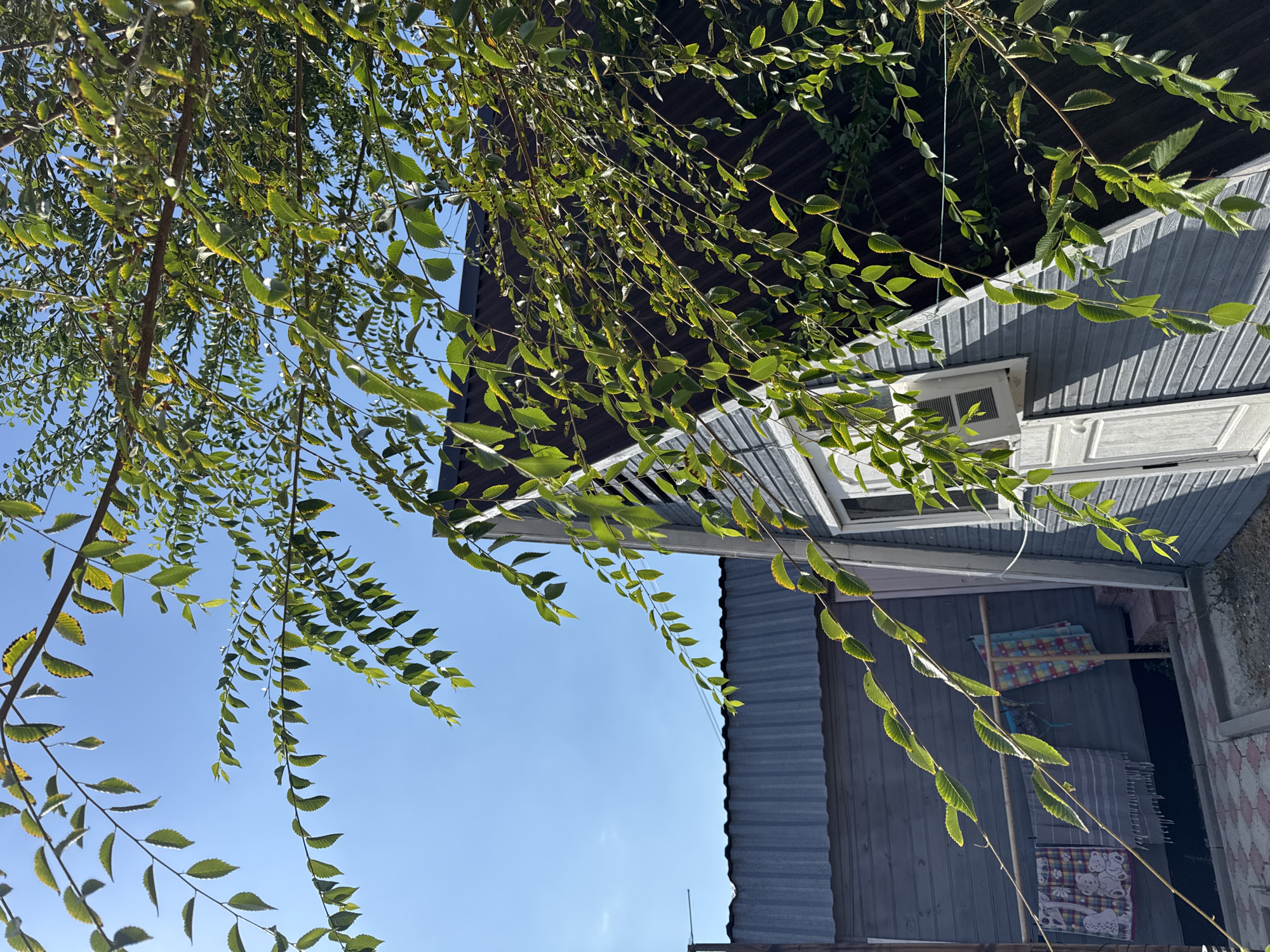 In Zharbulak, Kazakhstan, on a clear day, a close-up view captures the upper section of two buildings against a bright blue sky. In the foreground, a tree with numerous small, serrated green leaves partially obscures the scene, with branches extending from the top right and left. The leaves exhibit some yellowing, suggesting the transition to autumn.
The building on the right is an A-frame structure with gray horizontal siding and a dark, corrugated roof. A white-framed window is visible on the angled wall, and below it, a white door with two panels. An outdoor air conditioning unit is mounted above the window.
To the left of the A-frame building is another structure with a darker gray, corrugated metal roof, similar to the A-frame's roof. This building also has gray horizontal siding and appears to be lower in height. Hanging from a wooden rod attached to this building are several colorful towels and possibly a blanket, suggesting laundry is being dried. The ground in front of this building is paved with a pink and white interlocking tile pattern. The overall environment appears to be a residential or yard area.