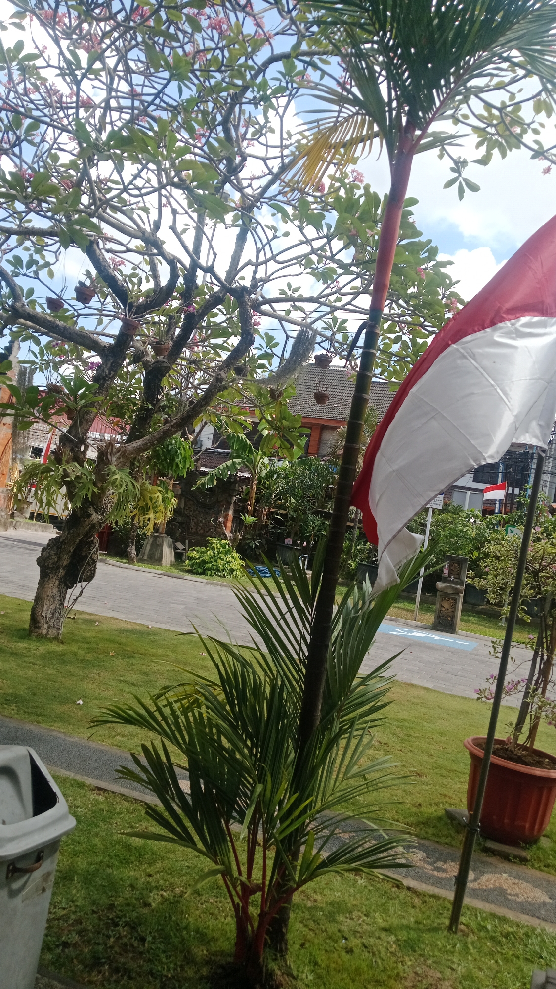 A red and white flag is unfurled on a flagpole, its fabric taut against a breezy blue sky dotted with white clouds. The flag is positioned in the foreground, to the right of the frame, partially obscuring a tall, thin palm tree with vibrant green fronds. To the left of the palm tree is a smaller, more decorative palm with bright red stems and fan-shaped leaves. Behind these elements, a mature tree with a gnarled trunk and numerous branches laden with green leaves and delicate pink flowers stands prominently. Its branches reach out, interspersed with hanging planters.
In the mid-ground, a paved pathway curves through a lush green lawn. Beyond the pathway, a low stone wall forms a boundary, and behind it, a building with a tiled roof is visible, suggesting a residential or commercial area. Another smaller red and white flag is mounted on a pole near the building. Various plants and trees, including banana trees, add to the tropical feel of the environment. The overall scene conveys a sense of outdoor tranquility, likely in a well-maintained garden or public space. The presence of the Indonesian flag suggests a location within Indonesia, possibly Denpasar given the typical landscape and architecture.