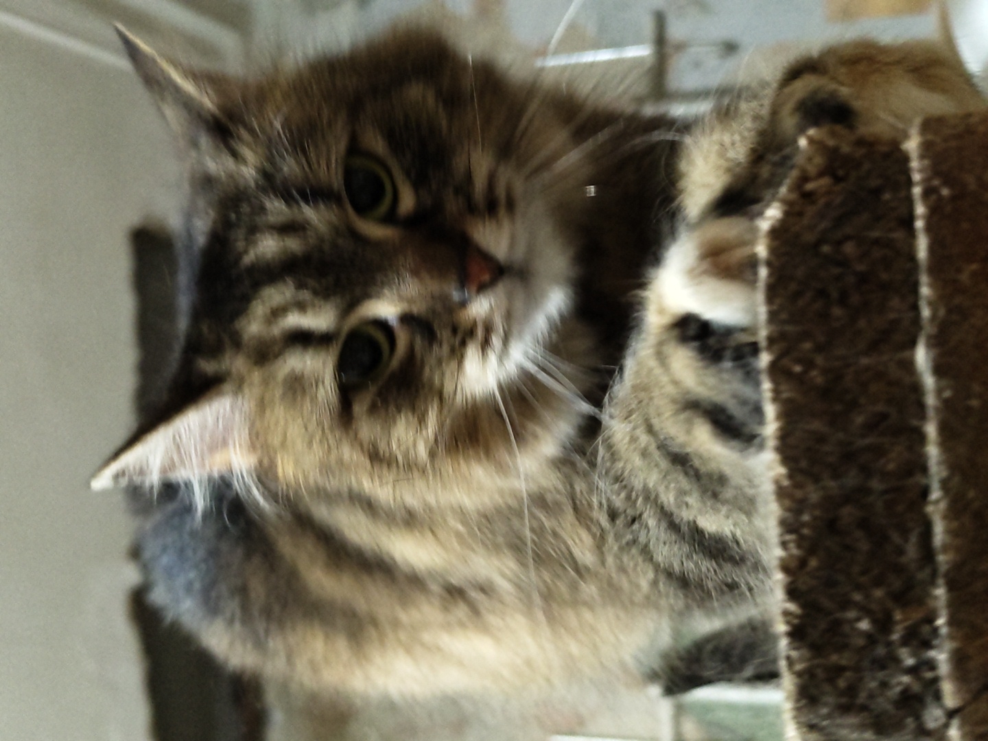 A long-haired, brown-and-black tabby cat is depicted in a close-up, low-angle shot within an indoor setting in Unknown, Unknown city. The cat's front paws are positioned on a rough, brown, rectangular object with a textured surface, possibly a cat scratching post or steps. Its body is partially visible, suggesting a crouched or downward-looking posture. The cat is facing forward, looking directly at the viewer with wide, greenish-yellow eyes and a focused expression. Prominent white whiskers extend from its muzzle, which features a small pink nose. The ears are erect, with noticeable tufts of white fur. The background is out of focus, consisting of indistinct light-colored surfaces and darker, unidentifiable shapes behind the cat.