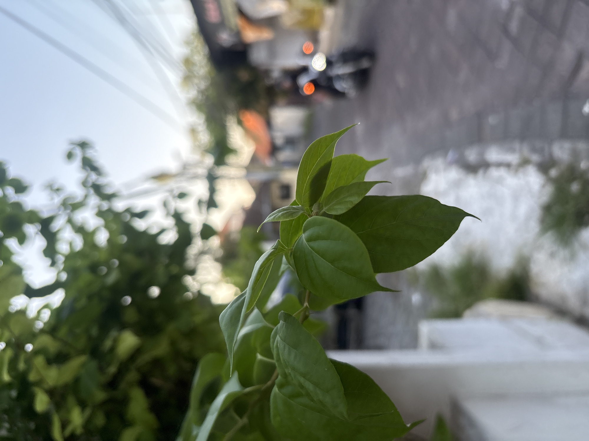 In an outdoor, close-up shot, a branch with vibrant green leaves dominates the left foreground. The leaves are in sharp focus, exhibiting pointed tips and a slightly waxy sheen. Behind the foliage, the background is softly blurred, suggesting a shallow depth of field. A street is visible, paved with interlocking stones, with a low white wall running along its edge. In the mid-ground, a motorcycle with illuminated headlights is moving away from the camera down the street. Buildings with orange-tiled roofs line the street on the right side, and power lines are strung across the sky, which is a pale, hazy blue. The overall impression is that of a tranquil street scene, possibly at dawn or dusk, observed from a garden or veranda.