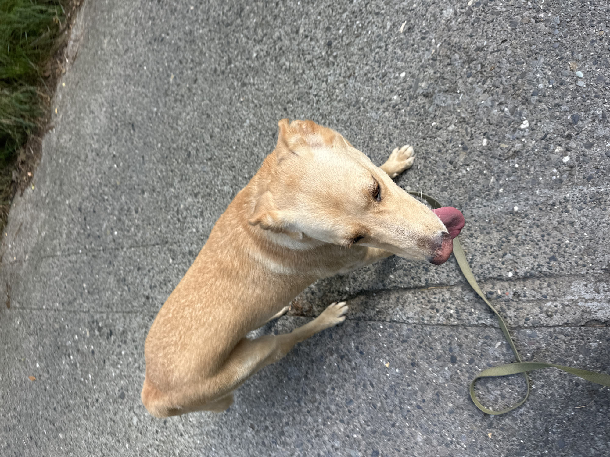In Matsesta Microdistrict, Russia, a light brown dog with its tongue sticking out stands on a gray asphalt surface. A green leash is visible on the ground near the dog's front paws. The dog is facing downward and to the right, with its head angled. The background shows a slightly blurry mix of asphalt and green vegetation.