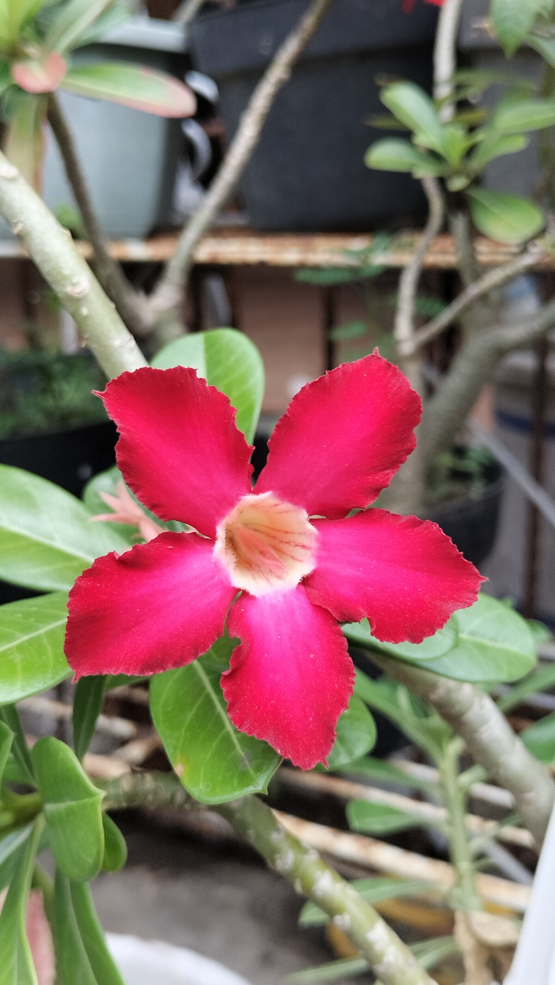 A close-up shot of a bright pink desert rose flower is featured in the center of the frame. The flower has five petals with ruffled edges, and its center is a lighter shade of pink with yellow highlights. The flower is surrounded by lush green leaves and the woody stem of the plant. In the background, there are blurred images of plant pots and branches, suggesting an outdoor or garden setting. The lighting appears natural, with soft shadows. The image is taken from a slightly low angle, looking up at the flower. The location is in Lhokseumawe, Indonesia, likely a residential garden or nursery. There are no people visible in the image.