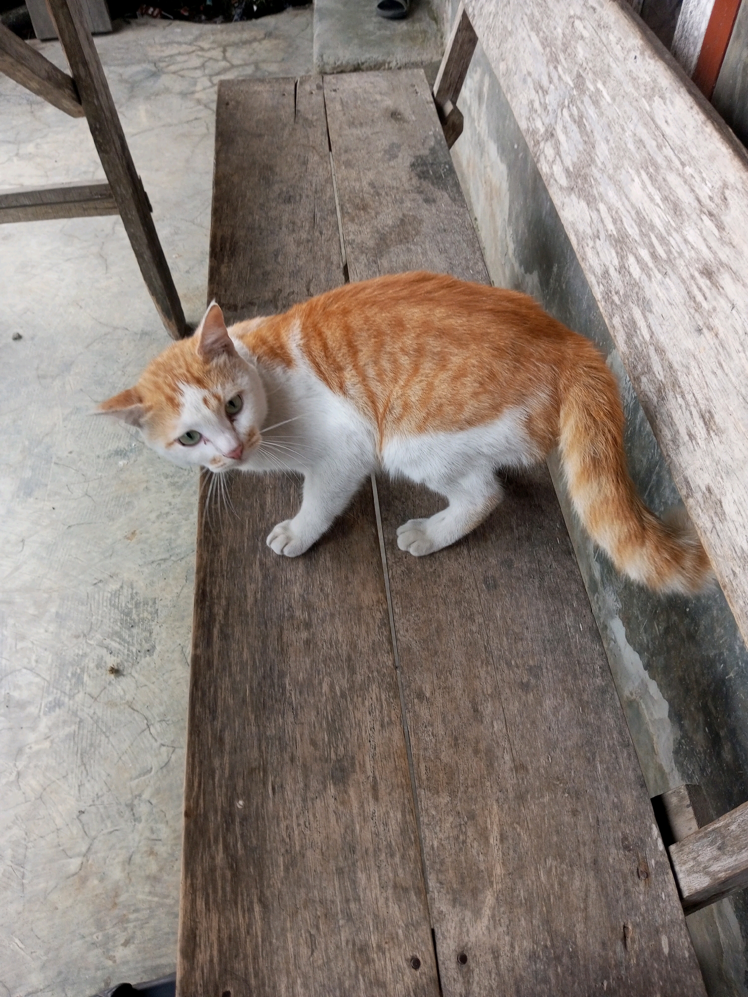 A ginger and white cat is lying on a wooden bench in Kalibeber, Indonesia. The cat is positioned in the center of the frame, facing towards the left of the image. It has green eyes and white whiskers. The bench is made of weathered, light-colored wood planks. Behind the bench, the ground appears to be concrete with some visible cracks. To the left of the bench, a portion of a wooden chair leg is visible, resting on the concrete ground. The overall environment appears to be outdoors, possibly in a yard or patio area.