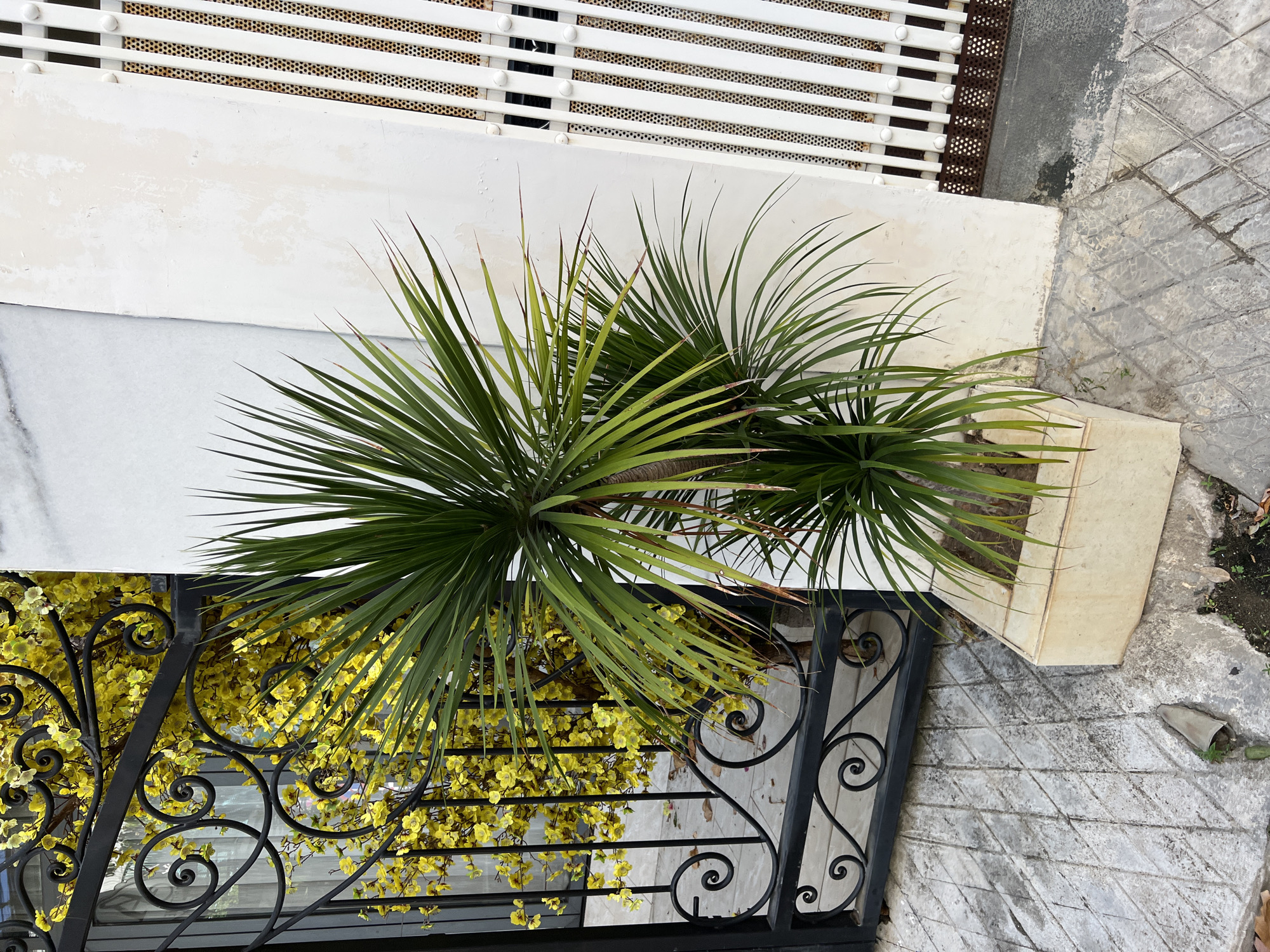 The image depicts a potted palm plant in a concrete planter situated on a patterned concrete pathway in front of a white wall and a black metal gate. The gate features decorative scrollwork and is partially obscured by yellow artificial flowers. To the right of the wall, a white metal gate with vertical slats and decorative circles is visible. The scene appears to be an outdoor setting, possibly in front of a building or an entrance. The overall impression is one of an urban environment, with elements suggesting a manicured outdoor space. It is difficult to ascertain the exact location within Nha Trang, Vietnam, from the provided image alone.