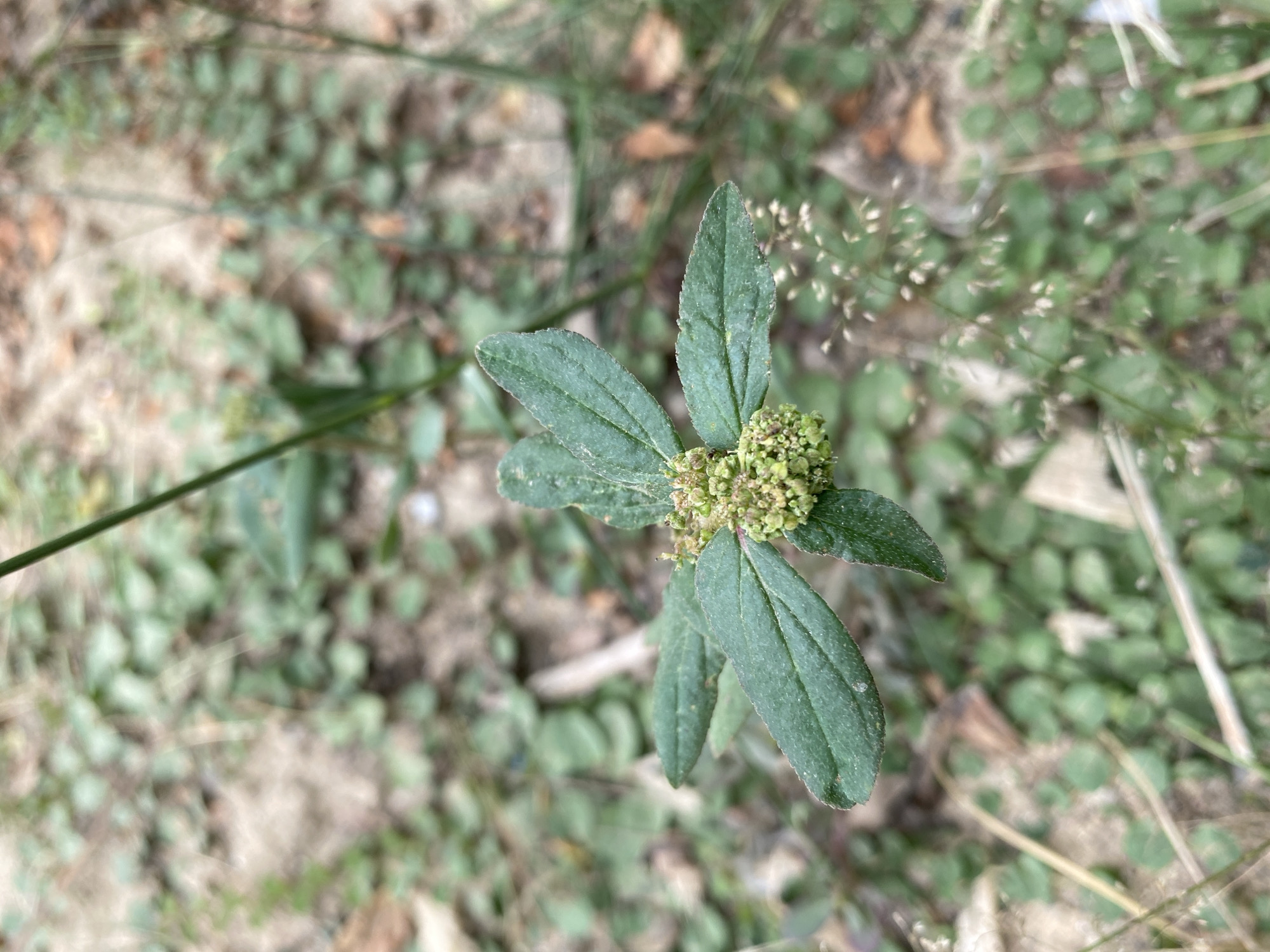 This overhead shot captures a single green plant with distinct features, set against a soft, out-of-focus background of mixed vegetation and soil. The main subject is a low-lying plant with oval to elliptic-shaped, dark green leaves, arranged somewhat symmetrically around a central point. Each leaf appears slightly textured or hairy. At the center of the plant, nestled among the leaves, is a dense cluster of tiny, light green flowers or buds, giving it a somewhat bumpy appearance.
The background is a blur of various natural elements. Predominantly, there's a carpet of smaller, round-leaved green plants, suggesting ground cover. Interspersed with this are patches of lighter brown, indicating dry soil or dead leaves. Several thin, light brown and green grass-like stalks or stems are also visible, some appearing a bit dry. The lighting suggests it is daytime, with no strong shadows indicating a particular time of day or intense sunlight. The overall setting appears to be an outdoor natural environment, possibly a garden bed, a field edge, or an area of uncultivated ground, consistent with the Gampongaceh, Indonesia location context. No specific activity is depicted, nor are there any people or visible text. The image focuses entirely on the plant and its immediate surroundings.