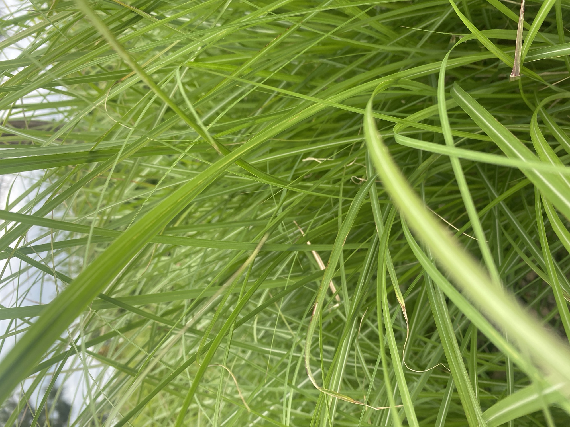 The image is a close-up, low-angle shot of tall, vibrant green grass. The blades are lush and dense, with many overlapping and creating a sense of depth. Some blades are sharply in focus, particularly in the foreground and mid-ground, while others are blurred, especially towards the top and edges of the frame, suggesting a shallow depth of field. The lighting appears to be natural daylight, possibly overcast, as there are no harsh shadows. The background is a soft blur of green and hints of a pale, cloudy sky, with some indistinct vertical shapes that could be trees or other vegetation. The overall impression is one of natural abundance and a focus on the texture and movement of the grass. The location in the city of Rozhny, Ukraine is not discernible from the image itself.