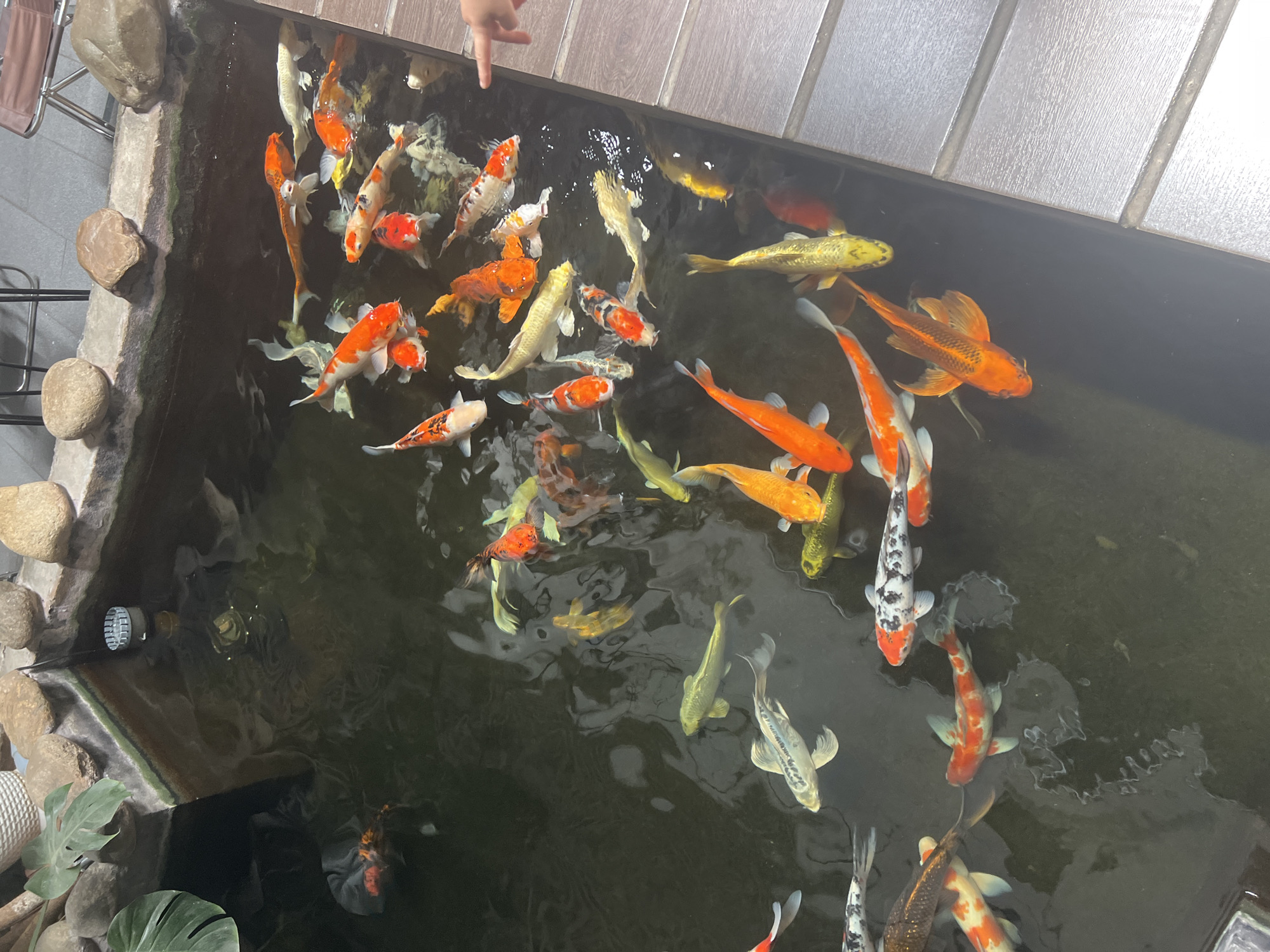 The image shows a pond filled with numerous koi fish of various colors including orange, white, black, and yellow. The pond is surrounded by stones and a concrete edge. Some aquatic plants are visible in the water. A person's hand is reaching into the water from the right side of the image, possibly interacting with the fish. The setting appears to be an outdoor ornamental pond, possibly in a garden or park. The location is identified as Hoi An, Vietnam.