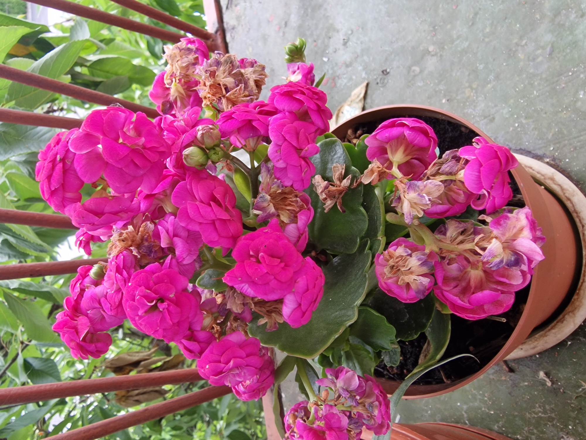 In Wieruszów, Poland, a pot of vibrant pink Kalanchoe flowers sits on a textured, light green concrete surface. The pot is a reddish-brown terracotta, with a lighter brown saucer underneath. The flowers are the main subject, with multiple clusters of double-petaled blooms in various stages of development. Some flowers are fully open, revealing their layered petals, while others are still buds. Interspersed among the pink blossoms are dried, brown flowers, indicating the plant's life cycle. The plant has thick, green leaves with scalloped edges. In the background, a reddish-brown metal railing runs vertically, and behind that, lush green foliage and leaves are visible, suggesting an outdoor setting with natural light. The scene is a close-up, focused on the potted plant.