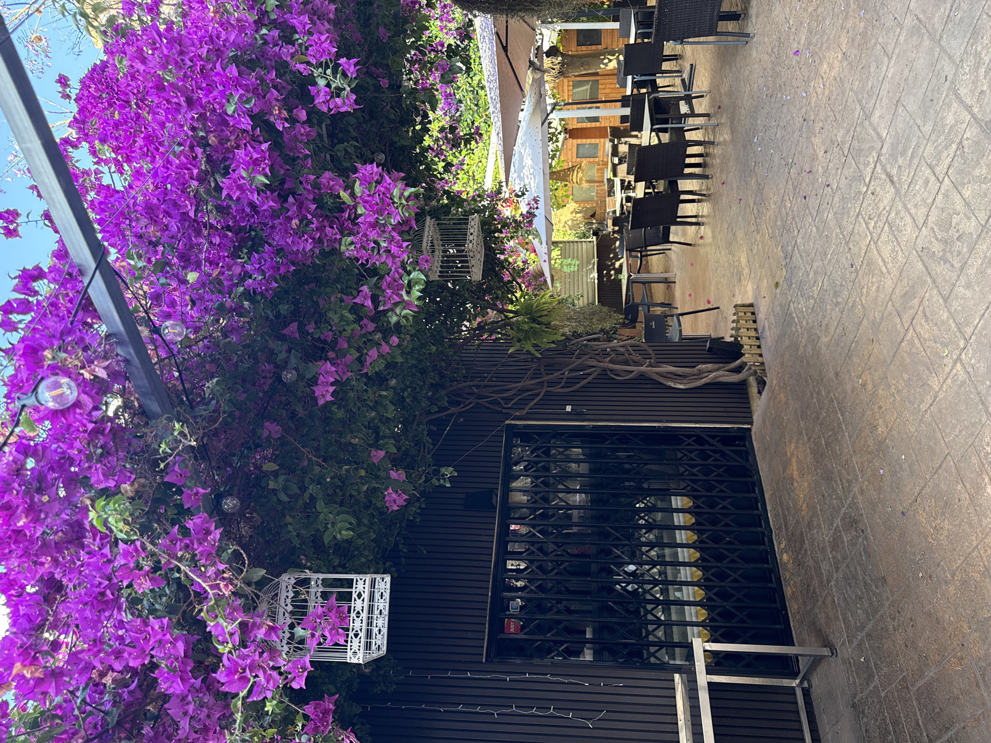 The image, correctly oriented, presents a vibrant outdoor scene, likely a cafe or restaurant patio, characterized by a profusion of bright purple bougainvillea flowers. The dense floral canopy dominates the left side and upper portion of the frame, interspersed with green foliage. Hanging within the bougainvillea are two decorative white birdcages and a string of clear-bulb lights, suggesting evening use.
To the right, a paved ground area extends, furnished with numerous dark, wicker-style outdoor tables and chairs, arranged in rows. Scattered purple petals from the bougainvillea lie on the light-colored paving stones.
In the mid-ground, a dark-paneled building facade is visible, secured by a closed black metal security gate or shutter. Through the gate's openings, a red "JUST EAT" sticker and a white "VISA" sticker are discernible on the window or door behind it, along with other faint text. Bare wooden vines or branches cling to the building's exterior.
Further back, a large, light-colored umbrella or canopy provides shade over an additional seating area. Beyond this, several rustic wooden cabin-like structures with small windows add to the backdrop.
The scene is captured during the daytime under a clear blue sky, visible through the foliage, with bright sunlight creating subtle shadows. The atmosphere is quiet and peaceful, suggesting the establishment is currently closed or in a lull period.