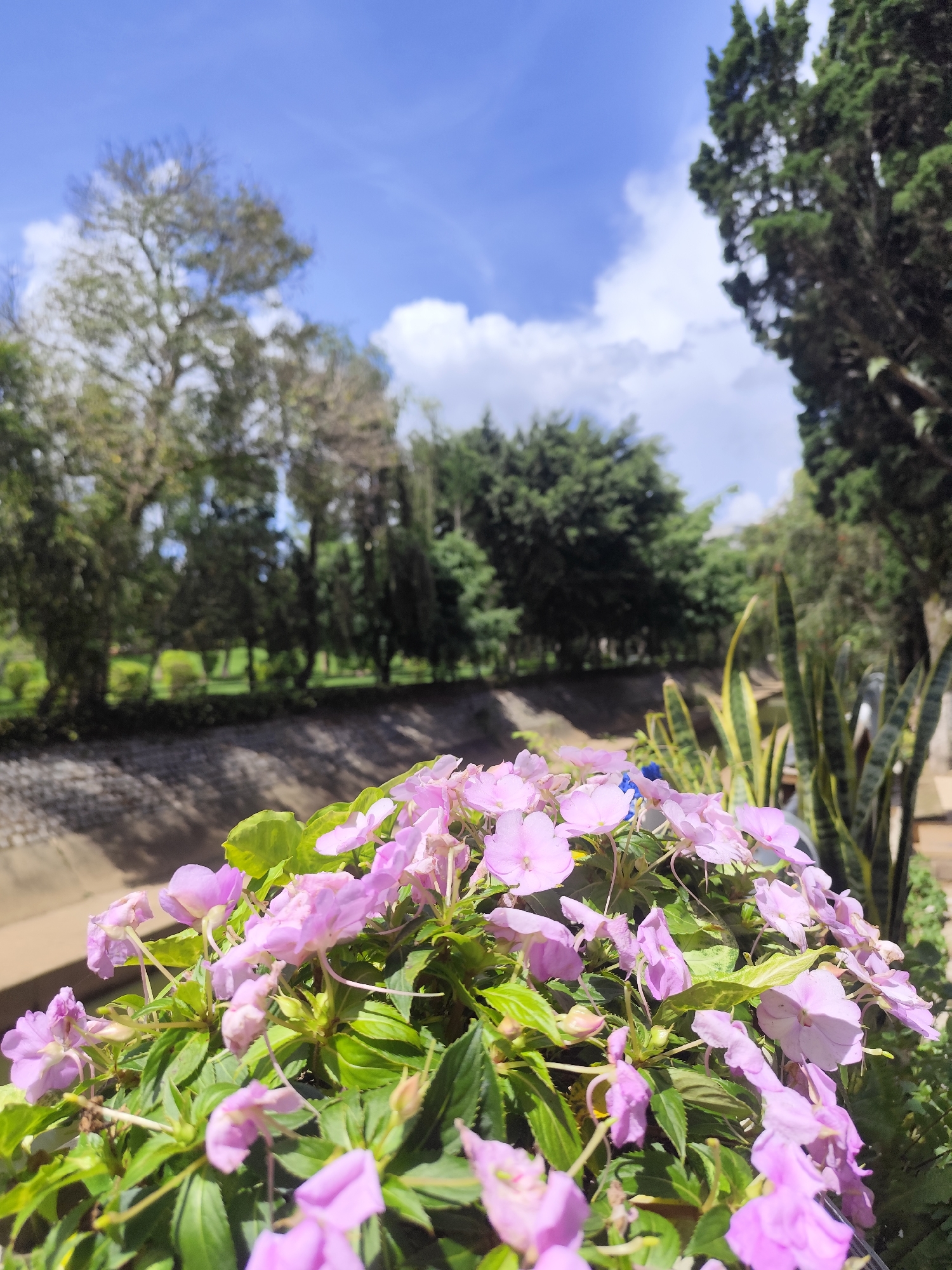 The photograph depicts a cluster of pink impatiens flowers in the foreground, with a canal and a cityscape in the background. The sky is blue with scattered clouds.
Foreground: A dense collection of pink impatiens flowers with green leaves occupies the lower part of the image. Some snake plants (Sansevieria trifasciata) are partially visible.
Background: A canal with concrete embankments stretches across the middle ground. The cityscape behind the canal features various trees and possibly other vegetation, giving a somewhat blurred impression of a park or garden setting.
Location: The presence of distinctive trees like pine trees and the style of the architecture suggest that the photograph was taken in Da Lat, Vietnam.