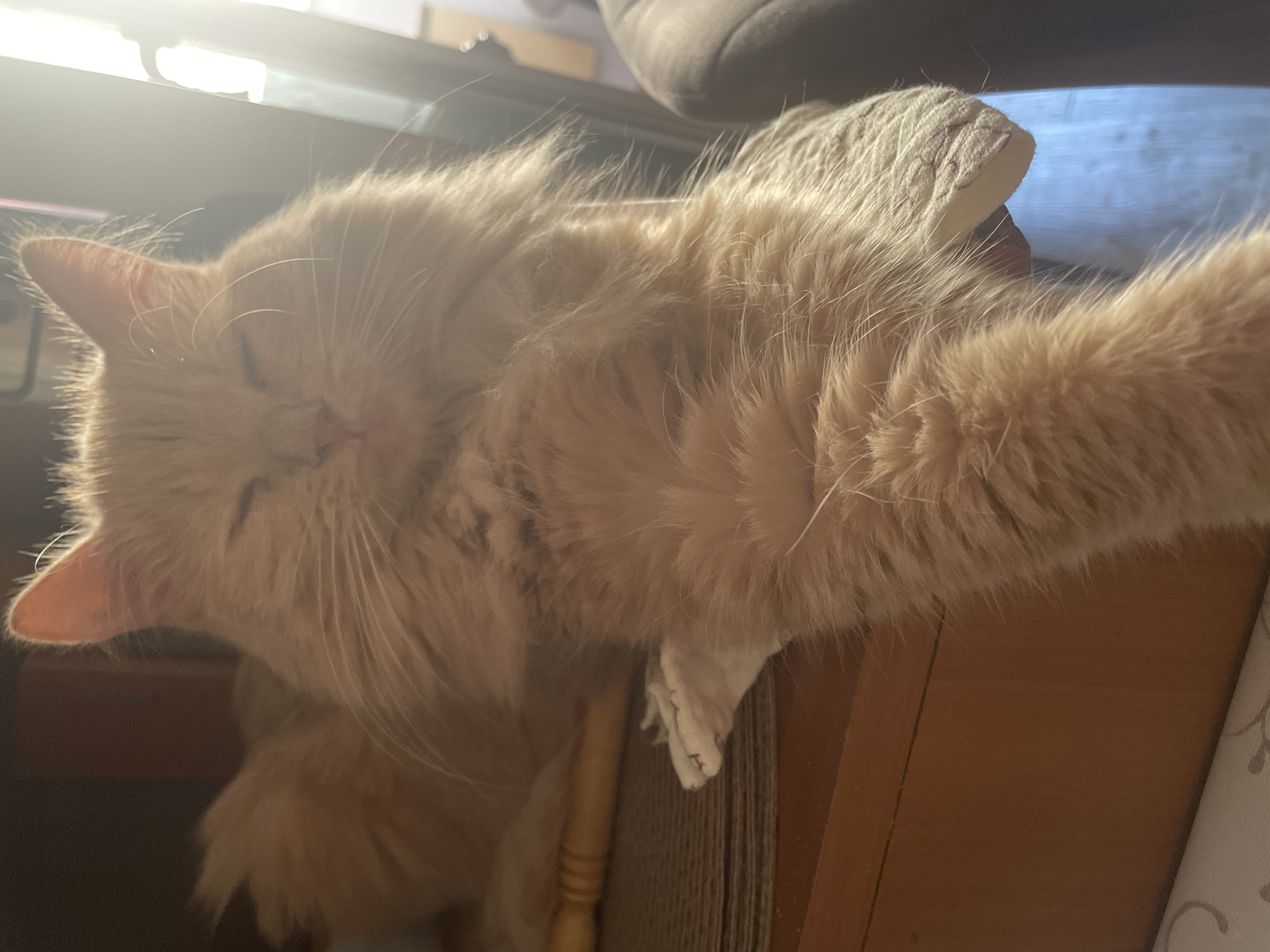 A ginger cat with long fur is resting on a textured brown surface, possibly a cat scratching post, near a wooden shelf. The cat's eyes are mostly closed, and its fur is illuminated by a soft, bright light source coming from the right side of the image. One of the cat's paws is visible, resting on a folded piece of fabric. The background is dimly lit, with hints of furniture and possibly a window. There are no people present in the image, and the location is not specified as Mar'ino, Russia.