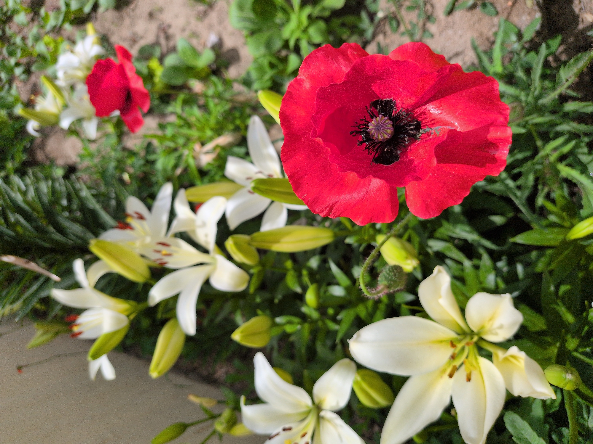 A close-up shot captures a vibrant red poppy in full bloom, its delicate petals unfurling towards the viewer. The poppy's dark center is a stark contrast to its bright red hue. Behind the poppy, several white lilies, some fully open and others still in bud, add a touch of elegance to the scene. The flowers are nestled amongst lush green foliage, suggesting a well-tended garden or natural landscape. The background is softly blurred, with hints of soil and other greenery, indicating an outdoor setting. This image does not provide any specific information about the city of Leh, India, or any people present.