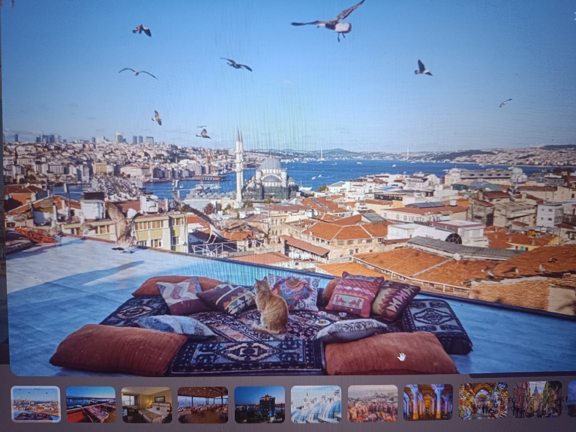 The image shows a rooftop scene overlooking a city, with numerous seagulls flying in the clear, blue sky. In the background is a city skyline with multiple buildings, a waterway with boats, and a large mosque. In the foreground on the rooftop, there is a seating arrangement of cushions and a rug, and a ginger cat is sitting amidst the cushions. The location is not Seewald, Germany.