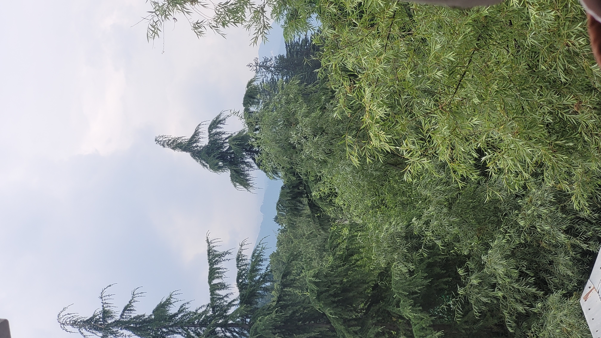 The image depicts a view of lush green trees against a cloudy sky, with distant mountains visible. In the foreground, there are various types of trees, including coniferous trees with drooping branches on the left and center, and lighter, feathery foliage on the right. The trees are dense, creating a verdant canopy. The sky is overcast with soft, diffused light. The presence of mountains in the background suggests a hilly or mountainous region. The image appears to be taken from an elevated viewpoint, possibly a balcony or window, as indicated by a sliver of a metallic structure in the bottom left corner. This perspective provides a sense of depth, with the foreground trees obscuring parts of the middle ground and the mountains forming a backdrop. The overall impression is one of a natural, serene landscape.