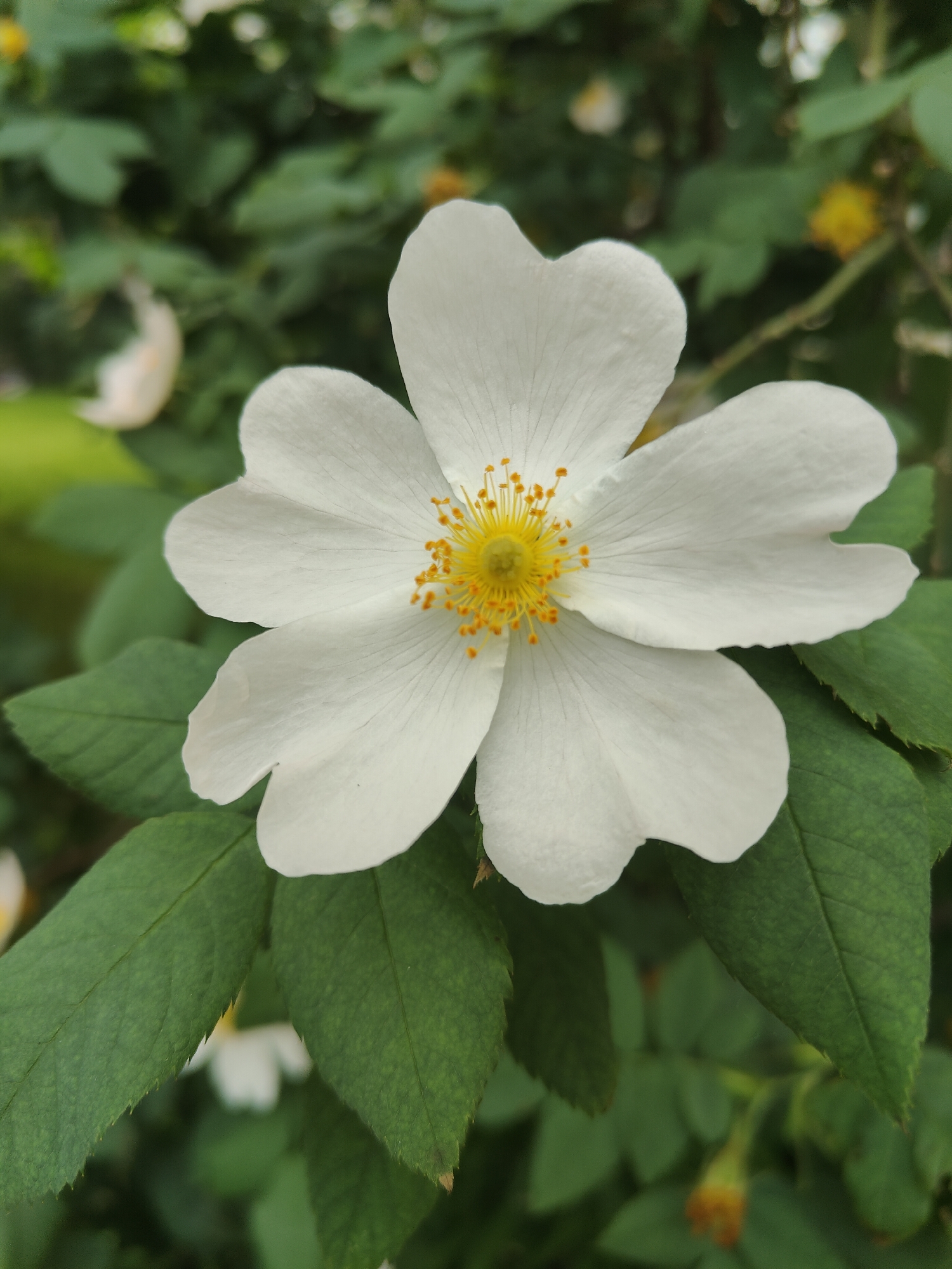 A white rose hip flower is in full bloom, showcasing its delicate petals and a vibrant yellow center adorned with stamens. The flower is surrounded by lush green leaves and a blurred background of foliage, suggesting an outdoor setting. The image was captured in Chornomorsk, Ukraine.