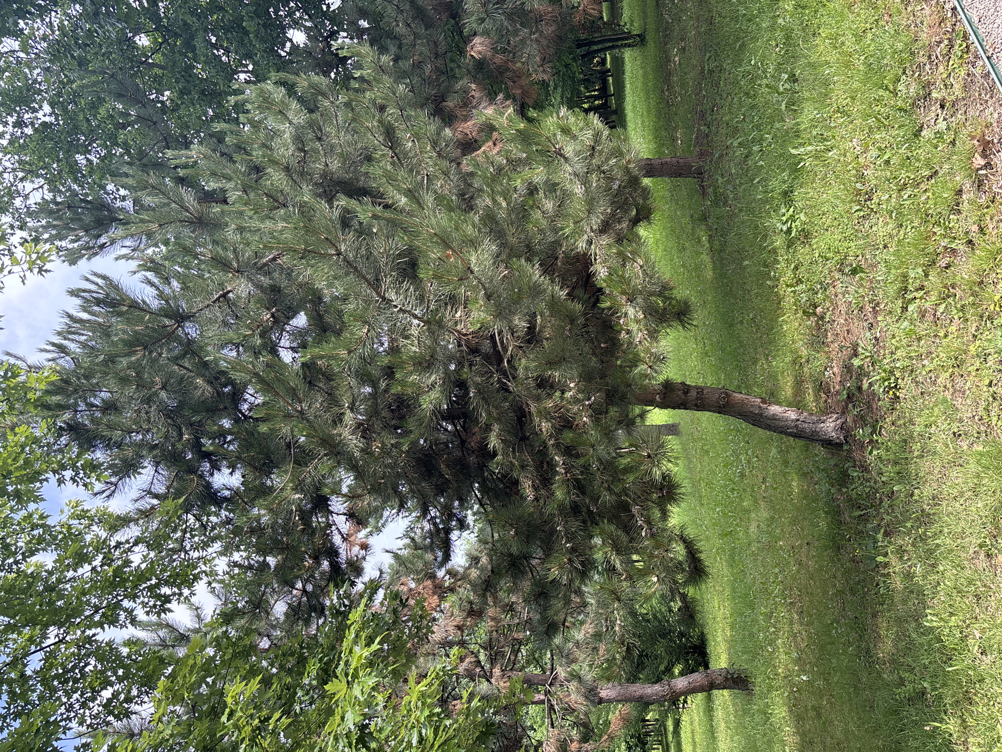 A medium shot displays a pine tree with dense, green needles and brown branches in a grassy park. The tree is positioned in the center of the frame, leaning slightly to the right. To the left and right of the pine, other trees are visible, including a deciduous tree with large green leaves and other pine trees with brown needles. The ground is covered in green grass with some patches of dry leaves and dirt. The scene is illuminated by natural daylight, casting shadows on the grass. The background shows a wooded area with more trees.