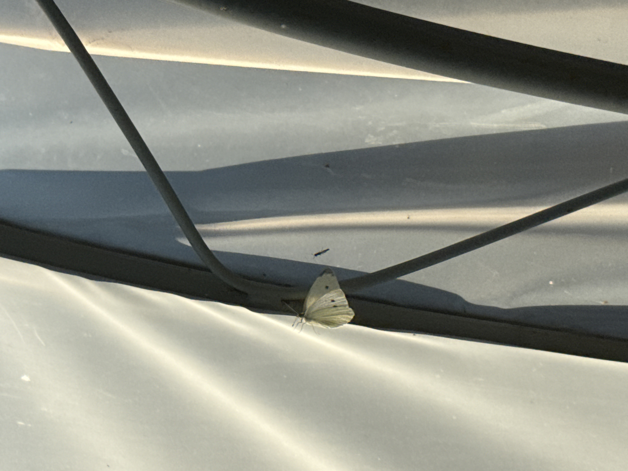 A pale yellow butterfly with black spots on its wings is perched on a dark metal pole. The butterfly is in the center-left of the image, facing left. The background is a translucent, white fabric that is illuminated by sunlight, creating a textured and rippled effect. Several dark metal poles are visible, casting shadows on the fabric. One pole runs diagonally from the top-left to the bottom-right of the image, and another vertical pole is on the right side. A small, dark insect is near the butterfly, to its right. The scene appears to be outdoors, possibly in a park or garden.