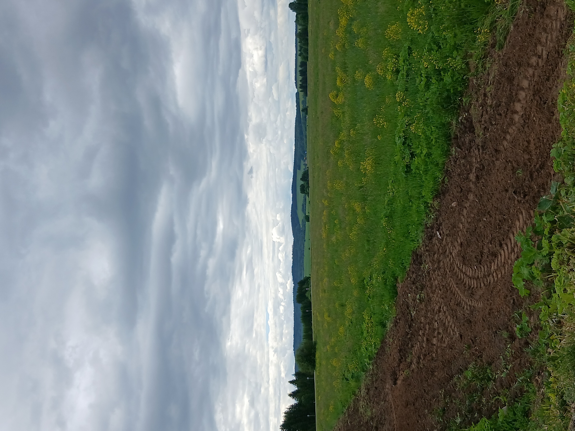 This is a photograph of a rural landscape under a cloudy sky. In the foreground, a narrow strip of dark, tilled soil with tire tracks runs diagonally from the lower left corner towards the center. Adjacent to the soil is a vibrant green field with scattered clusters of small yellow flowers. This field extends into the middle ground, where it meets a line of dark green coniferous trees and a few deciduous trees. Beyond the trees, the landscape unfolds into rolling hills covered in lush green vegetation and more distant trees, all under a dramatic, overcast sky filled with various shades of gray clouds. The overall impression is of a peaceful, natural setting, likely in the countryside. The location is identified as Ustinovo, Russia.