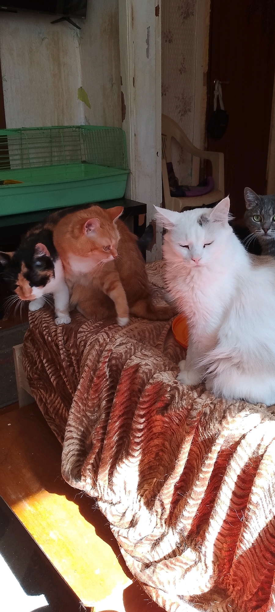 This image depicts a domestic scene, likely indoors, with four cats present. The cats are positioned on a plush, patterned fabric, possibly a sofa or chair.
From left to right, the first cat is a calico, with black, white, and orange patches. It is looking to the left.
Next to it is a ginger cat, with stripes and white paws, also looking to the left. These two cats are close together.
In the center and slightly to the right is a fluffy white cat with a black marking on its head and closed eyes.
To the far right and partially obscured is a grey tabby cat with green eyes, looking towards the right.
In the background, a green wire cage is visible, suggesting it may be a pet carrier or enclosure. Further back, a chair and a doorway are visible. The lighting suggests it is daytime, with sunlight casting strong shadows and highlights on the fabric and floor.
The environment appears to be a residential interior. The wall on the left has peeling wallpaper and a mounted television. The wall on the right has patterned wallpaper and a doorway with a bag hanging on it. The floor in the foreground is a dark wood surface with significant sunlight exposure.
No people are present in the image. The cats appear to be resting or observing their surroundings. The overall impression is one of a casual, lived-in domestic space.
The location is stated to be Belgorod, Russia.