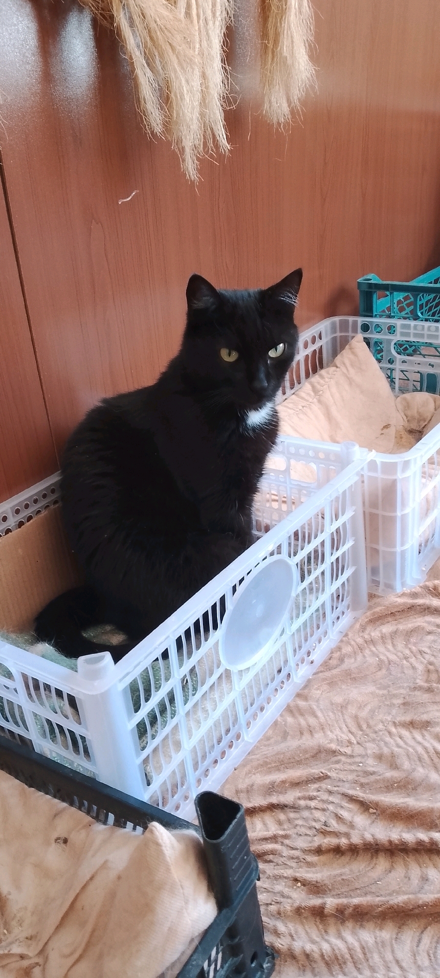 A black cat with yellow eyes and a white patch on its chest is sitting in a white plastic crate. The crate is inside another, larger crate. Behind the crates, there is a wooden wall with some dried plants hanging from the top. The floor is covered with a brown, textured blanket. The image appears to be taken indoors in a domestic setting.
