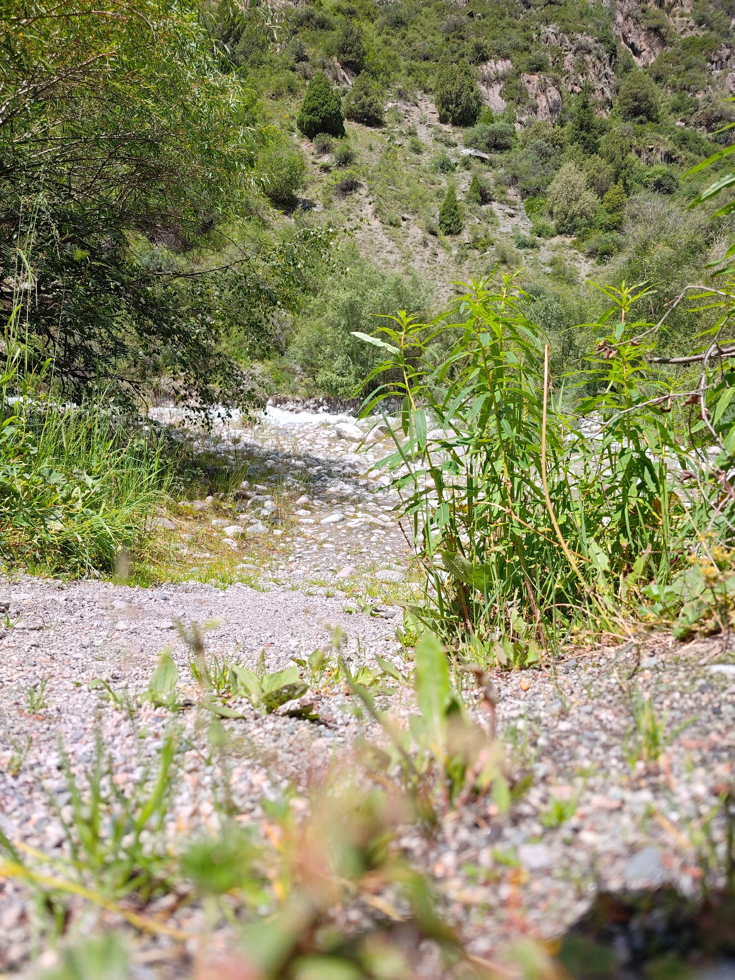 This is an eye-level, vertical, medium shot of a rocky riverbed with vegetation. In the foreground, the ground is covered with small pebbles and sparse green grass. To the right and slightly further back, tall green stalks with long leaves are prominent. Behind them, a shallow river flows over a bed of larger, light-colored stones. Lush green trees and shrubs grow on a steep, rocky hillside that dominates the background. The sky is not visible. There are no people or animals in the image.