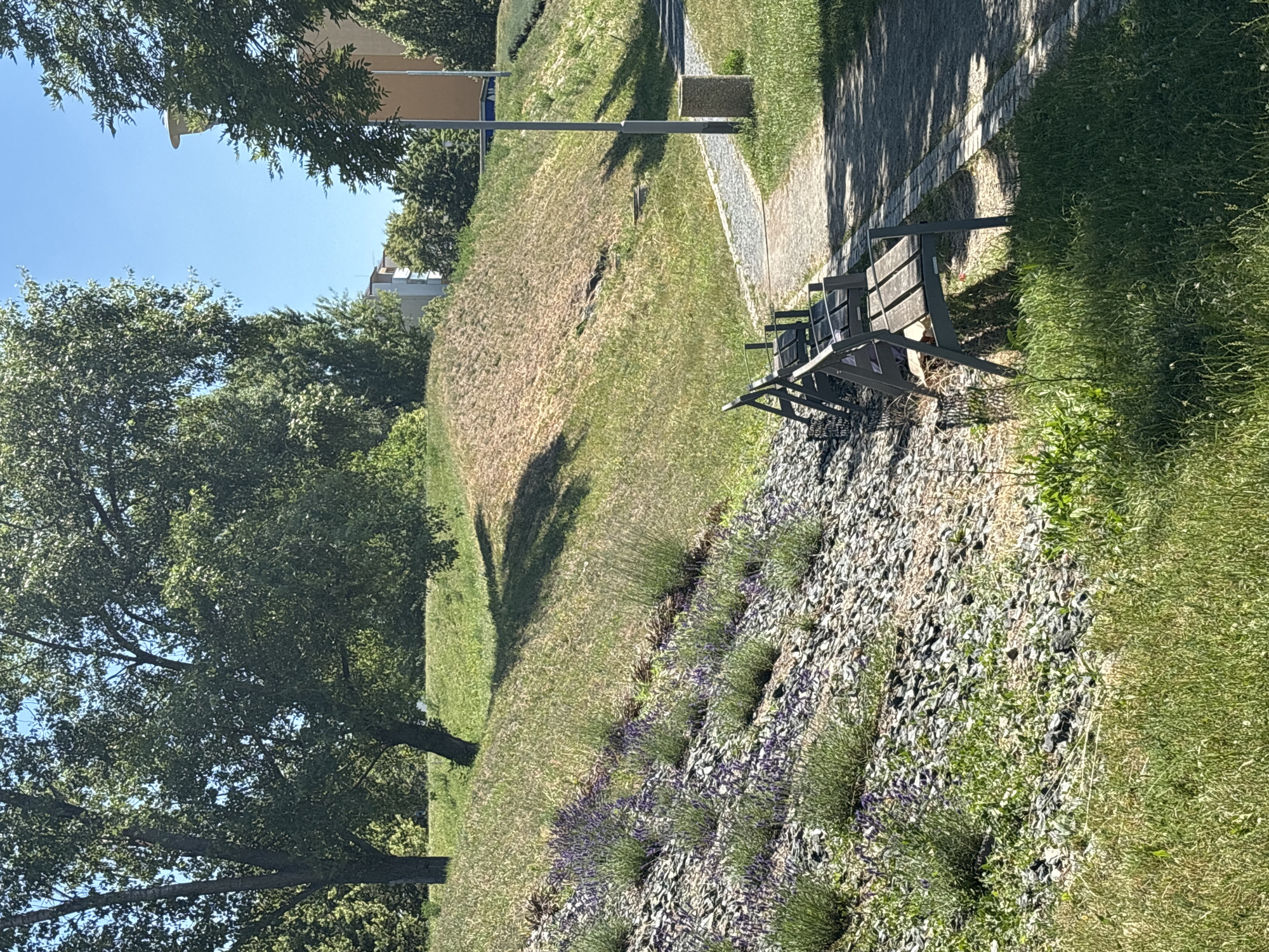 This is a landscape photo taken on a sunny day, likely in a park or outdoor public space. In the foreground, a slope covered with gravel and interspersed with patches of grass and small green plants, including lavender bushes with purple flowers. To the right of the slope, a paved pathway runs parallel to it, bordered by grass. Several dark-colored park benches are placed along the pathway. Beyond the pathway, more grass and trees are visible. In the background, there is a grassy hill with some dry, brown patches, and further back, buildings and trees can be seen under a clear blue sky.
