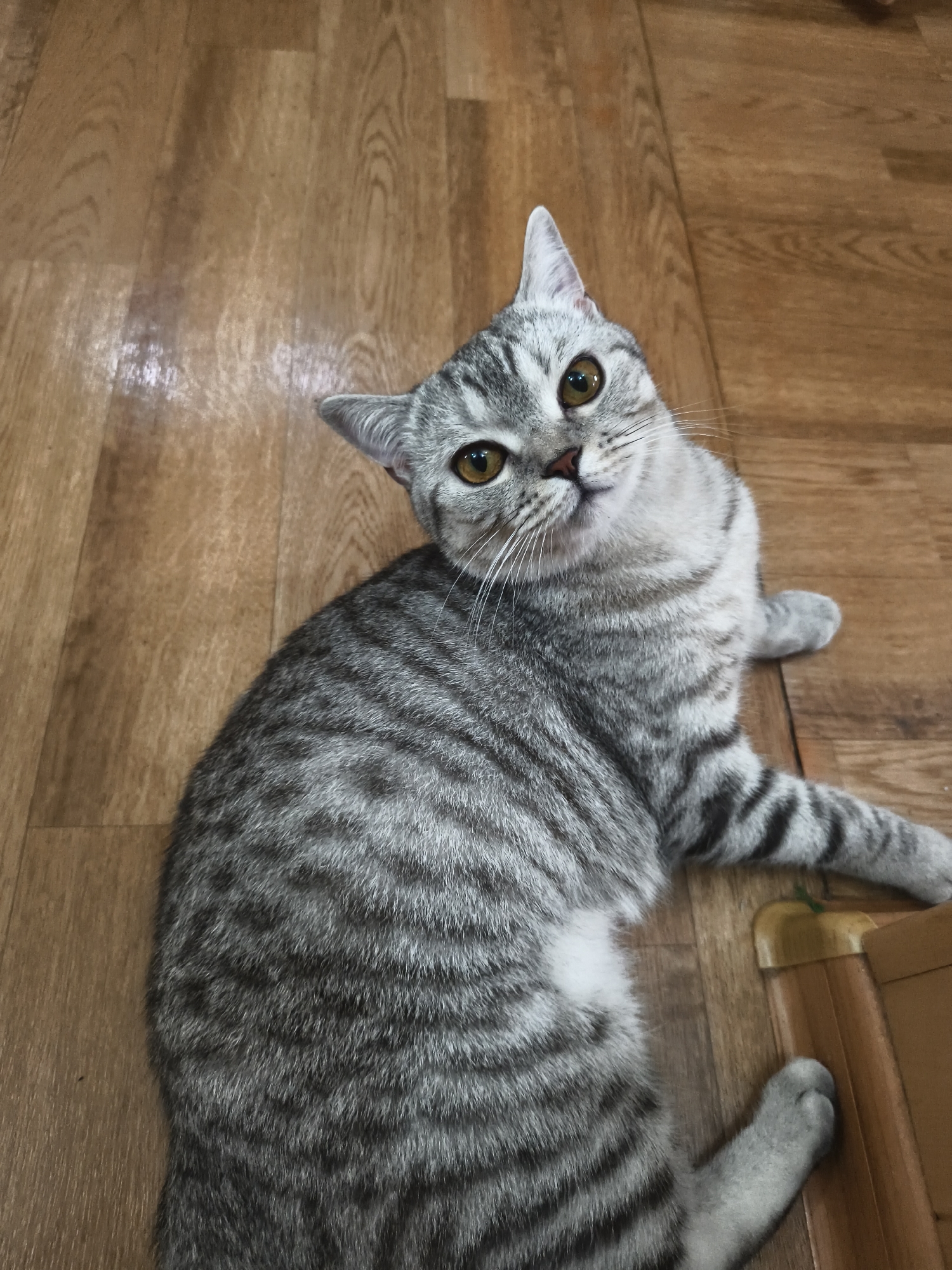 A gray tabby cat with yellow eyes lies on a wooden floor, looking upwards. The cat is positioned at an angle, with its head tilted to the left. The background is a simple wooden floor with a visible grain pattern. In the lower right corner, a brown object is partially visible.