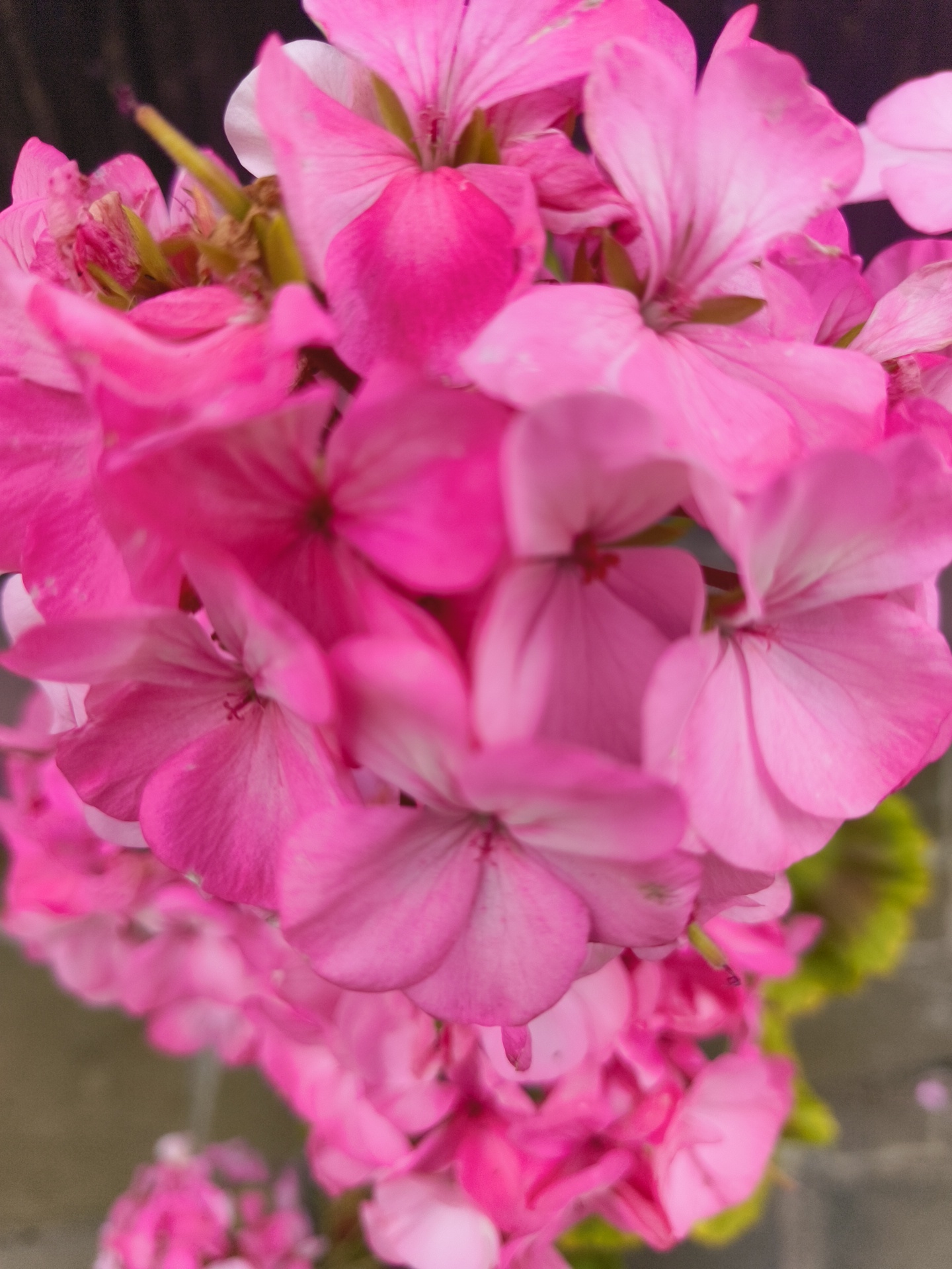 A close-up, shallow depth of field photograph showcases a cluster of vibrant pink geranium flowers. The blooms are densely packed, with some petals appearing soft and velvety, while others have a more delicate, almost translucent quality. The petals are a rich shade of pink, with subtle variations in tone and darker veins visible on some. The flowers are in various stages of bloom, with some fully open and others still forming buds. The background is blurred, with a dark, indistinct area at the top left and a lighter, textured surface at the bottom right, suggesting an outdoor setting. There are no people or animals visible in the image. The photograph does not contain any identifiable landmarks or clues to pinpoint its location within Vostets SNT, Russia.