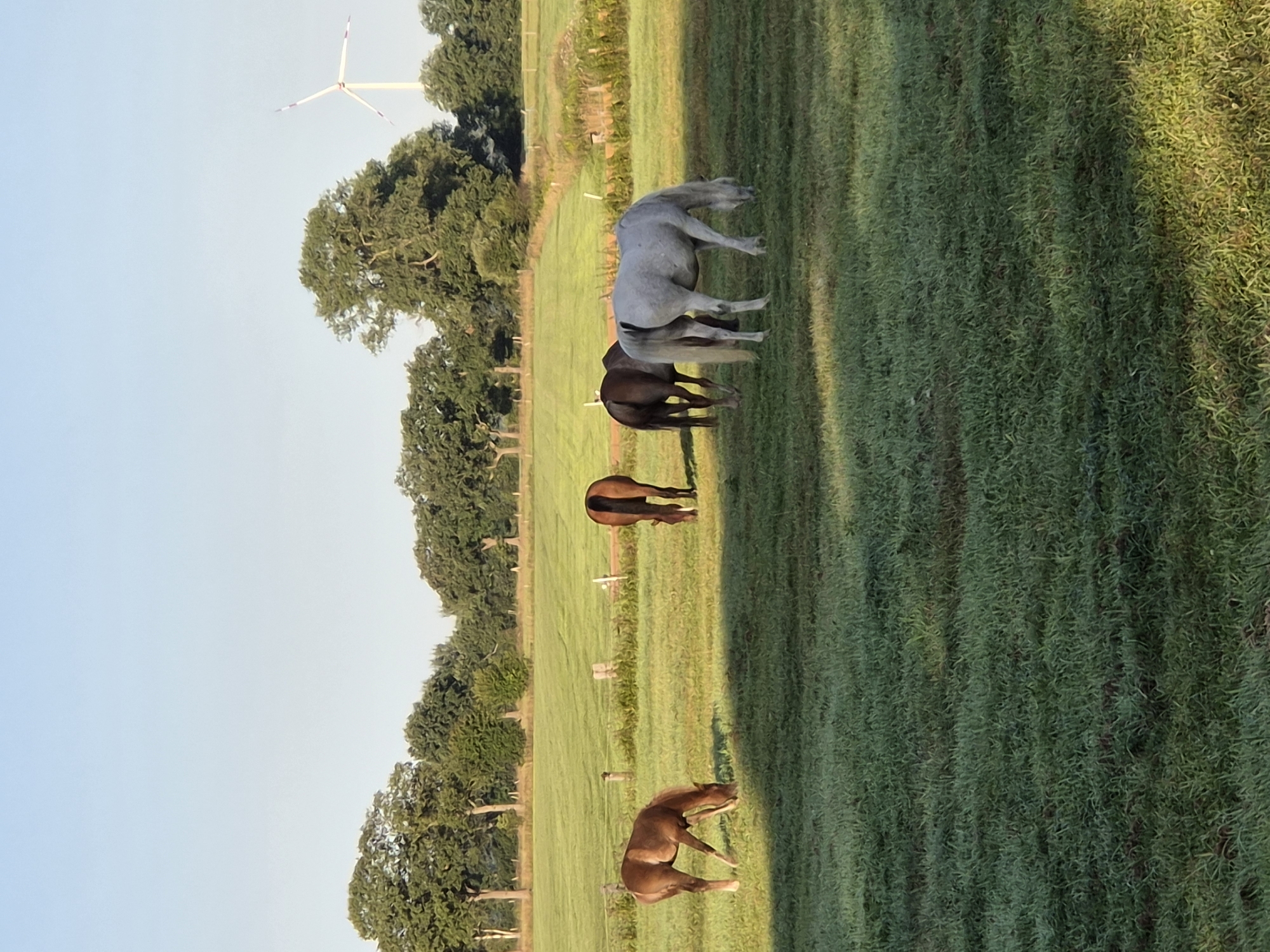 A group of five horses graze in a lush green meadow under a clear blue sky. The meadow is bordered by a line of mature trees, and in the distance, a white windmill stands against the horizon. The sun casts long shadows across the grass, indicating it is early morning or late afternoon. The horses are of various colors, including brown, dark brown, and white. One brown horse is closer to the foreground, facing left and grazing. Behind it, a dark brown horse stands with its hindquarters visible, also grazing. To the right of the dark brown horse is a white horse, also grazing, with its head down. Two other brown horses are further in the background, with one on the left and another on the right. The environment suggests a rural setting, likely a farm or a pasture, in Schiffdorf, Germany, given the presence of a windmill typical of the region.