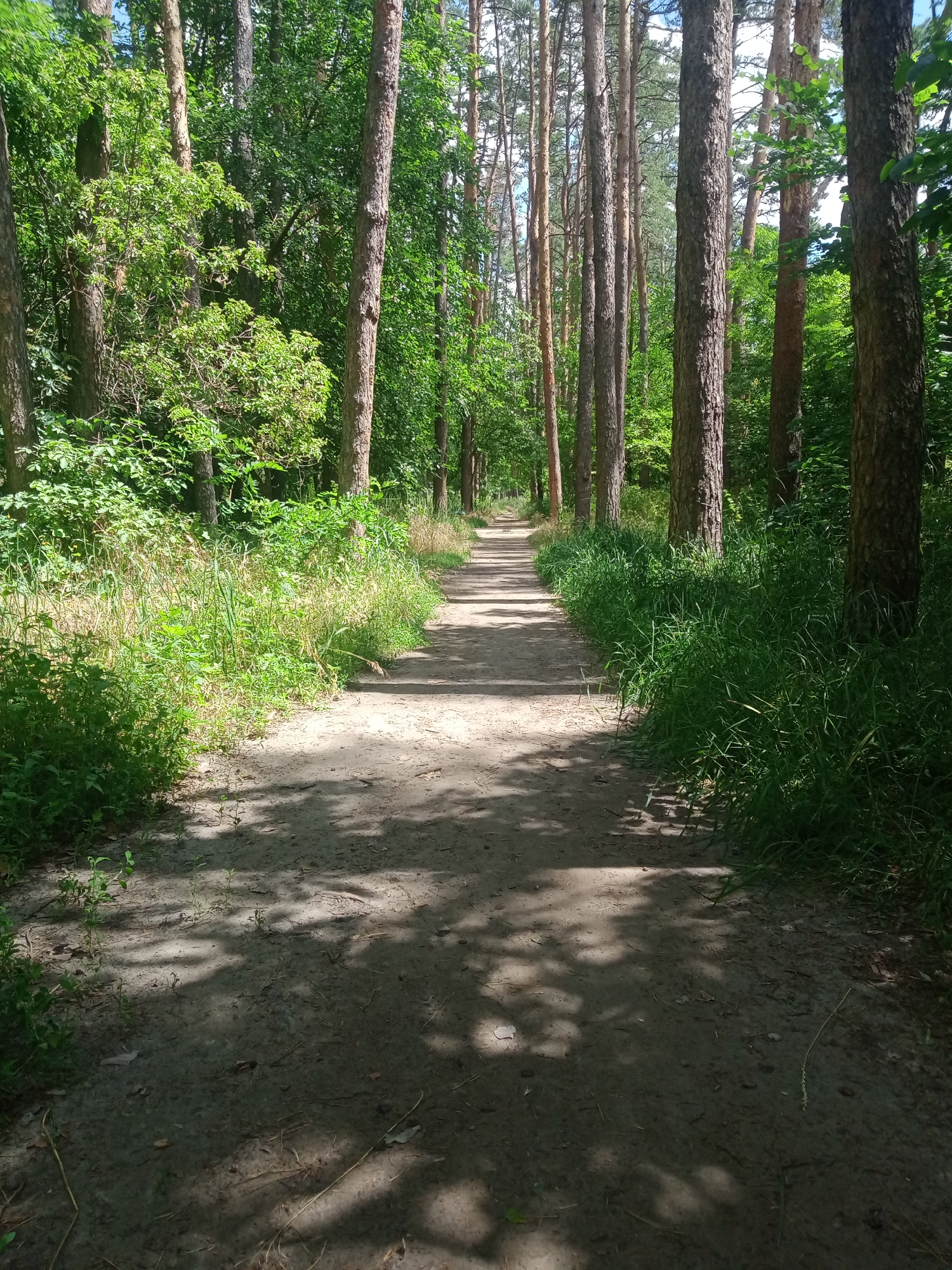 The image depicts a dirt path winding through a forest. Tall, slender trees with rough bark line both sides of the path, their branches forming a canopy that casts dappled shadows on the ground. Lush green vegetation, including tall grasses and leafy bushes, grows along the edges of the path and beneath the trees. The path itself is composed of dark soil and scattered debris, showing signs of being recently traveled. Sunlight filters through the leaves, illuminating parts of the path and creating a serene, natural atmosphere. The scene is devoid of any human presence or activity. The location is identified as a forest in Vlasivka, Ukraine.