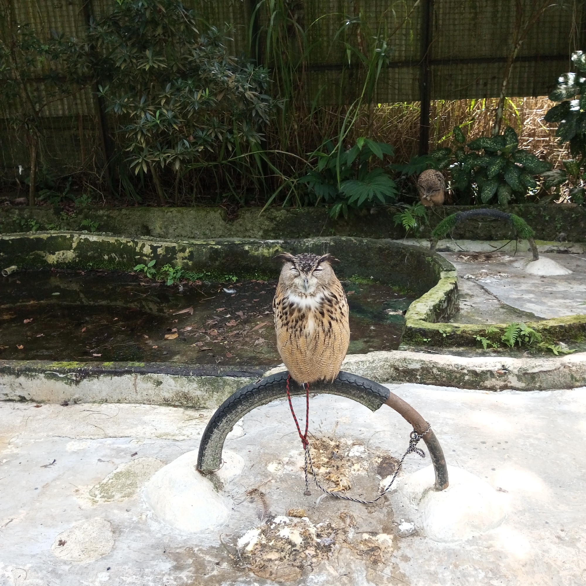 In Bandar Baru, Indonesia, a perched owl with closed eyes sits on a tire, its feathers a mixture of brown, black, and white. The owl is suspended by a red and black cord attached to a metal frame. In the background, lush green foliage and a wooden fence suggest an outdoor enclosure, possibly a zoo or wildlife sanctuary. A murky pool of water lies in the foreground, surrounded by moss-covered concrete structures. The ground is a mix of concrete and scattered debris. The scene appears calm and still.