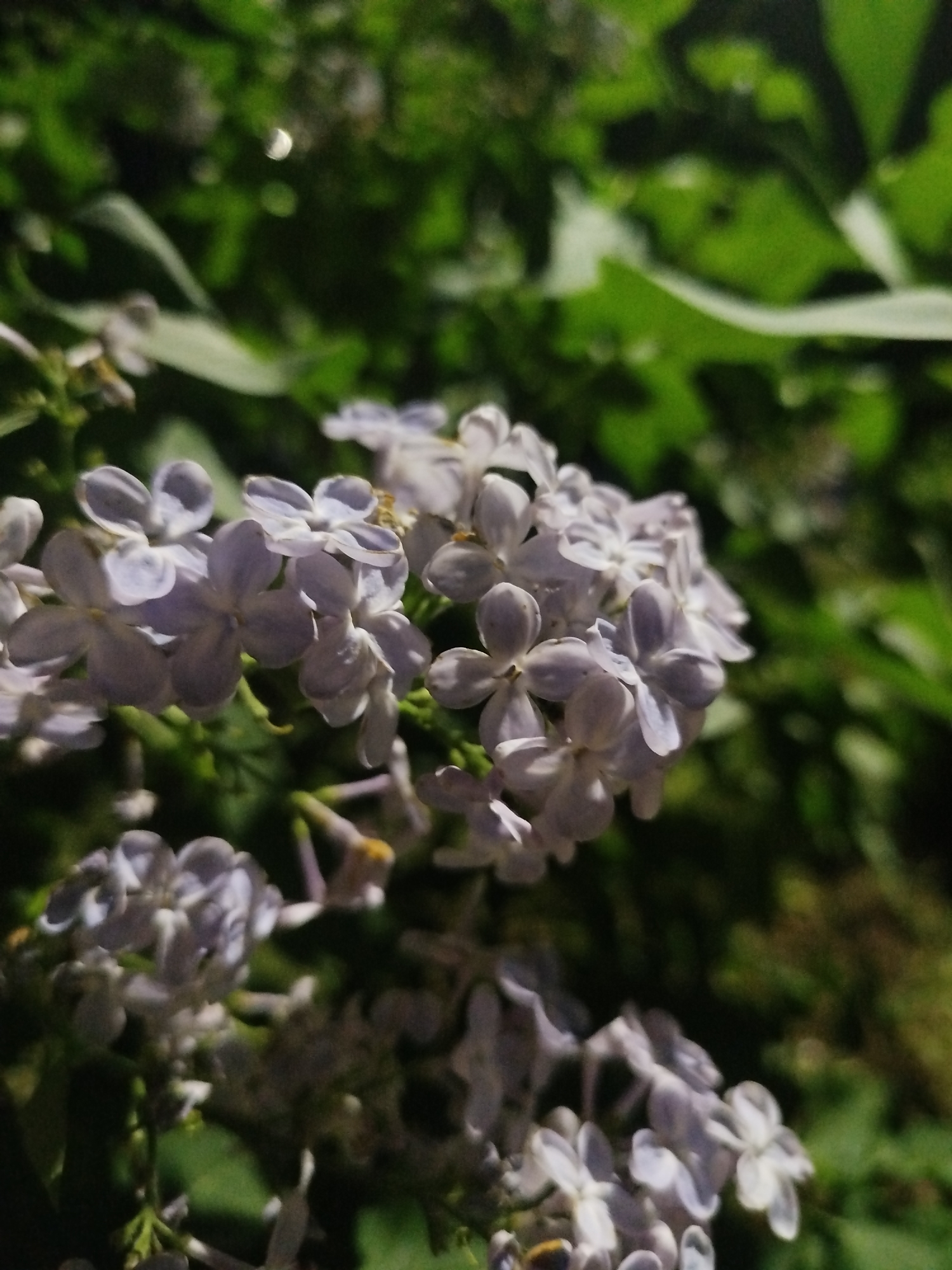 A close-up shot captures a cluster of small, light purple flowers, possibly lilacs, in full bloom. The flowers are densely packed, and the individual petals are clearly visible. In the background, green foliage blurs, creating a shallow depth of field. The scene appears to be outdoors, during daytime. Location: Unknown, Unknown.