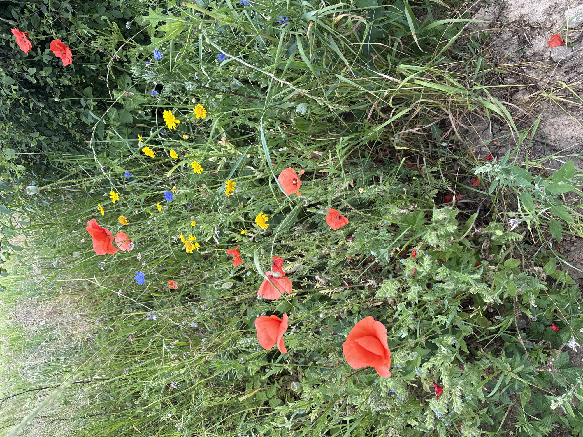 A field of wild poppies and other wildflowers in Kołczewo, Poland. The scene is dominated by lush green vegetation and a variety of colorful blooms, primarily red poppies, with interspersed yellow and blue wildflowers. The ground appears to be unpaved, suggesting a rural or natural setting. There are no people or animals visible in the frame. The overall impression is one of natural beauty and untamed flora.