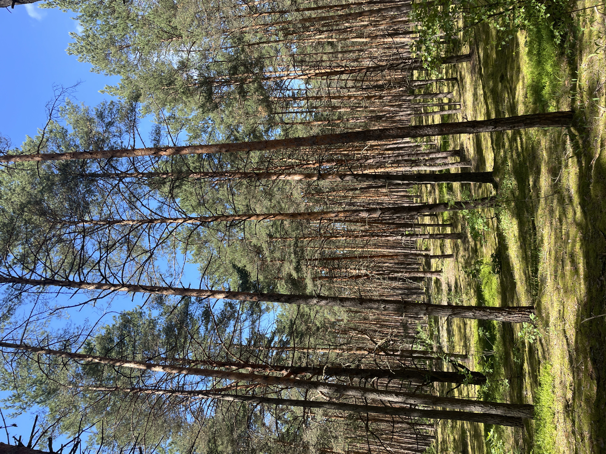 This is a vertical, eye-level, medium shot photograph of a pine forest on a sunny day. The tall, slender trunks of numerous pine trees dominate the scene, stretching upwards to a bright blue sky dotted with a few wispy clouds. The trees are densely packed, creating a sense of depth and perspective. Sunlight filters through the branches, casting dappled shadows on the forest floor, which is covered in green moss and patches of dry pine needles. Some undergrowth, consisting of small green plants and shrubs, is visible between the trees. The overall impression is one of a natural, serene forest environment. The image was taken in the city of Priluki, Russia. There are no people or animals visible in the photograph.