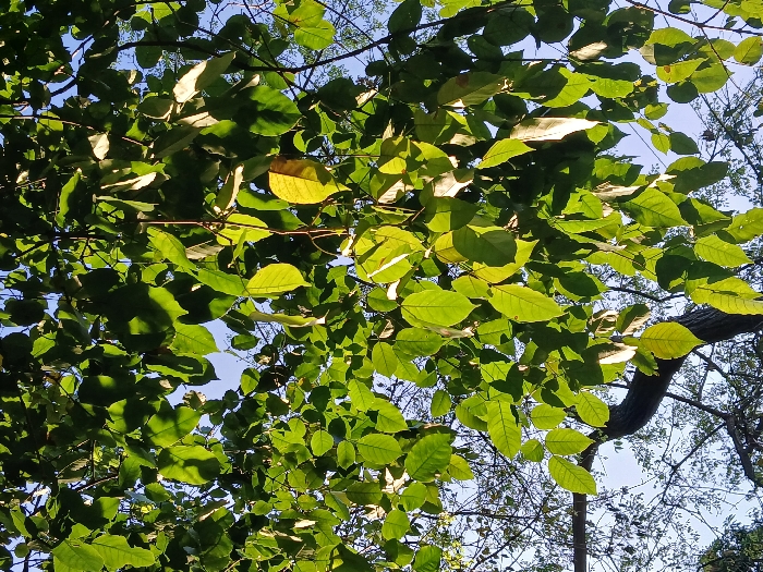 A view looking up through a dense canopy of vibrant green leaves. Sunlight filters through the leaves, creating bright patches and deep shadows. Some leaves display hints of yellow. Bare branches weave among the foliage, while glimpses of a pale blue sky are visible through the gaps. A thick, curved tree branch is seen on the right side.