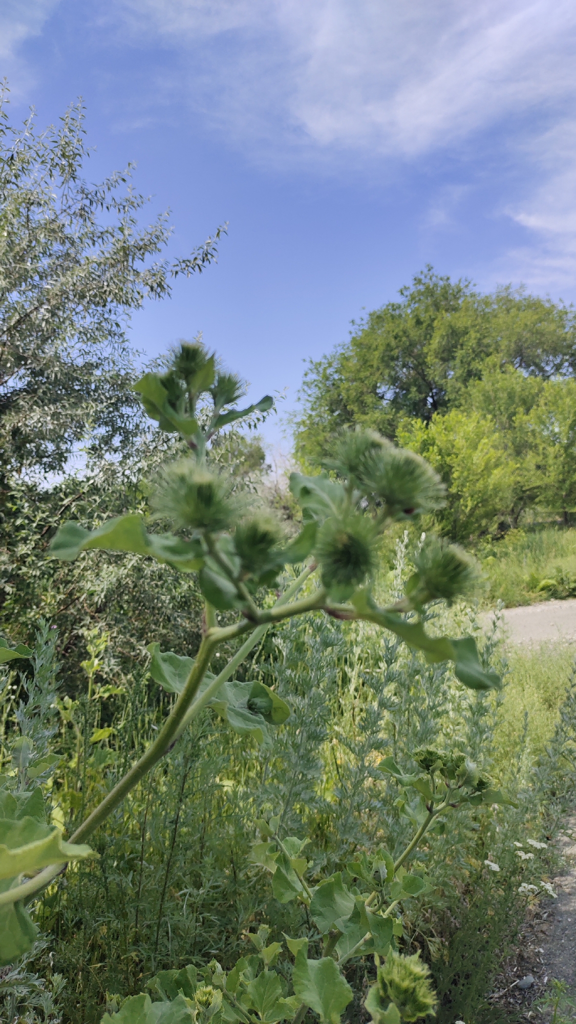 A close-up, vertical shot captures a prickly burdock plant with green seed heads and large leaves in the foreground. The plant is set against a backdrop of lush green trees and a bright blue sky with wispy clouds. A gravel path is visible in the lower right quadrant of the image, suggesting an outdoor, possibly park-like setting. There are no people or animals visible in the frame.