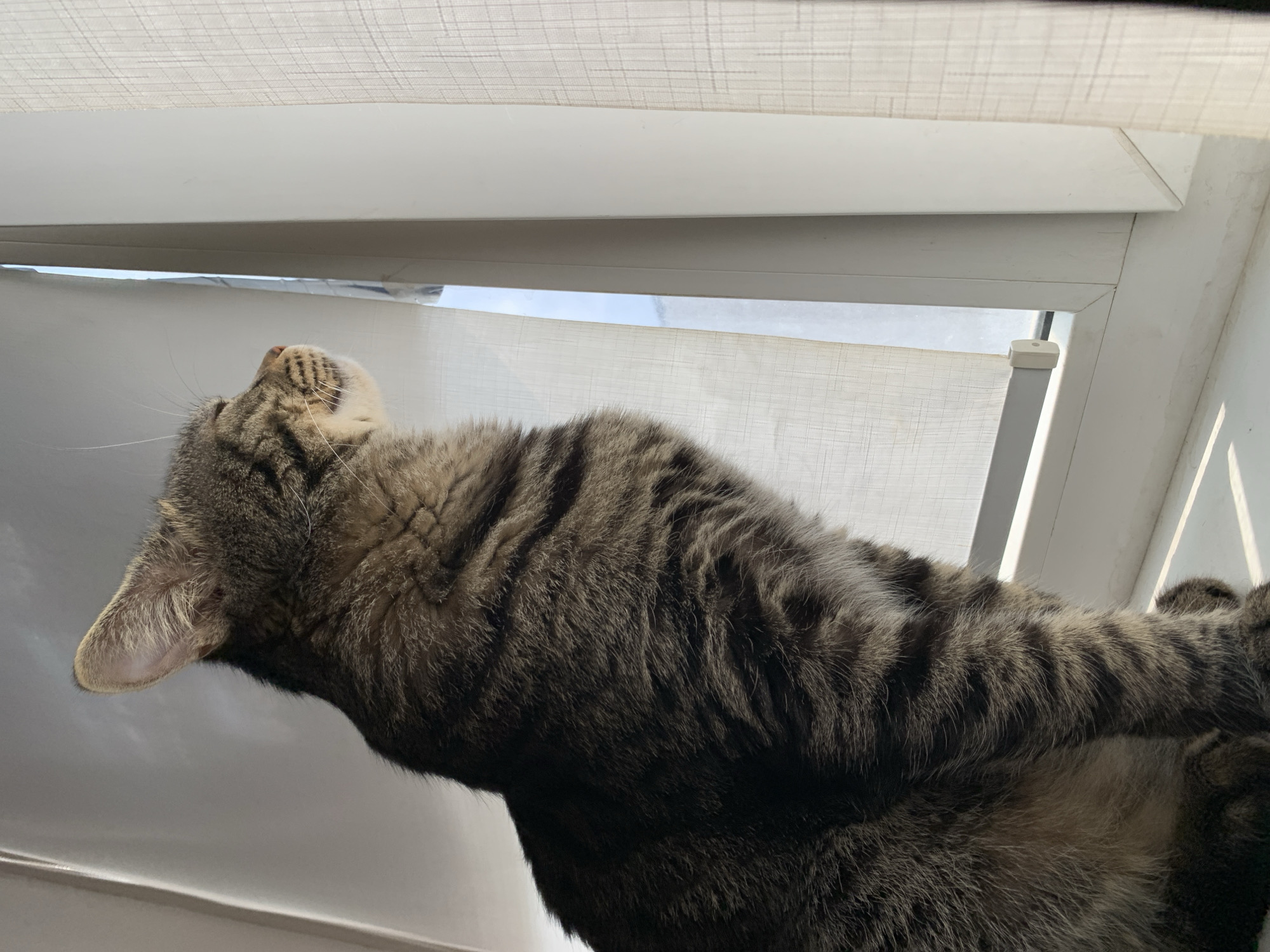 A tabby cat is sitting on a windowsill, looking out a window. The cat is facing to the right, with its head turned slightly upwards. The cat's fur is striped with brown and black, and it has white whiskers. The windowsill is white, and the window is covered with a sheer white curtain. The lighting suggests it is daytime. The background is out of focus, but appears to be an outdoor scene.