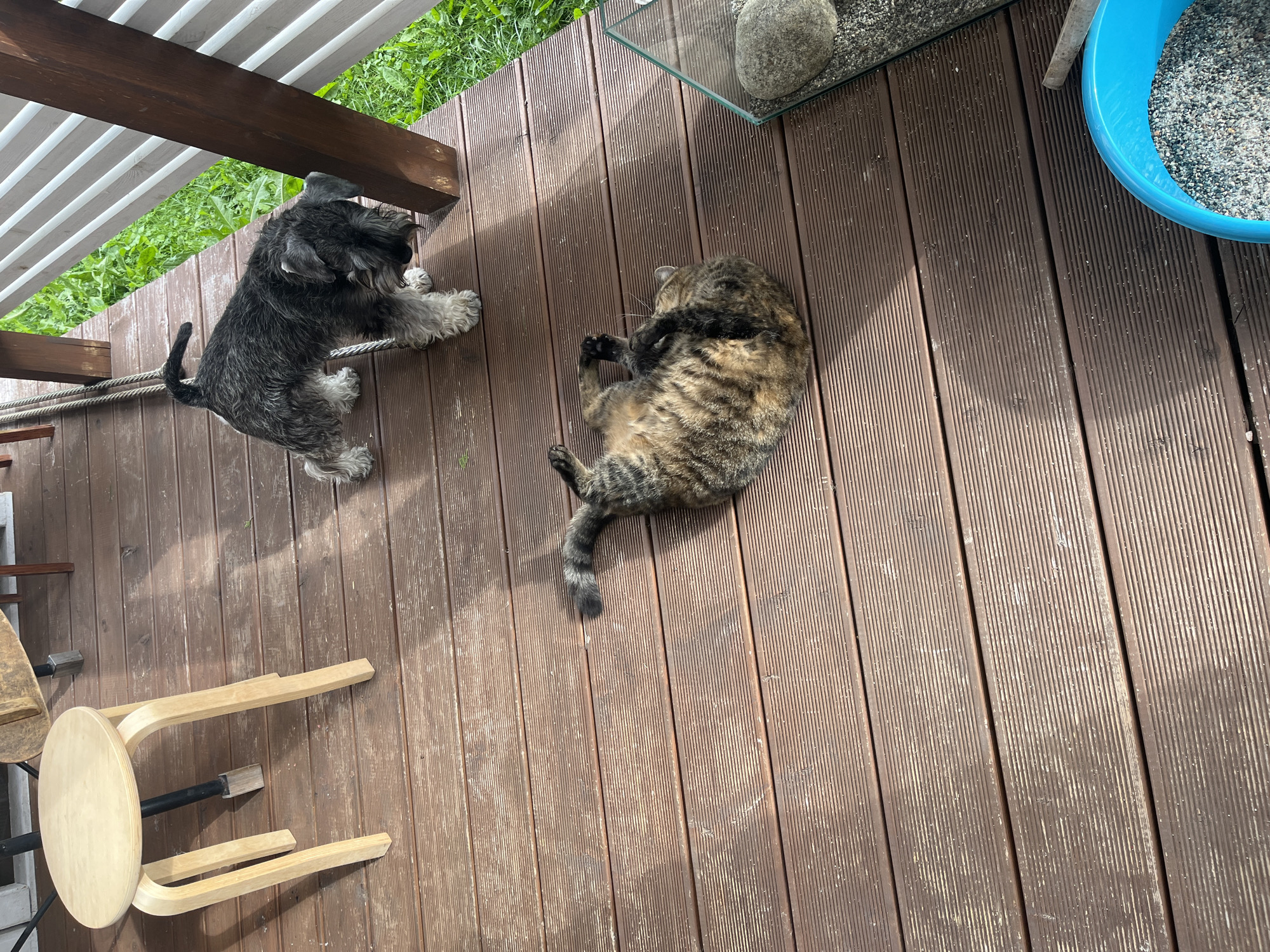 A schnauzer dog and a tabby cat are on a wooden deck. The dog is standing near a wooden railing, and the cat is lying on its back on the deck. There is a stool in the background. The deck is surrounded by greenery.