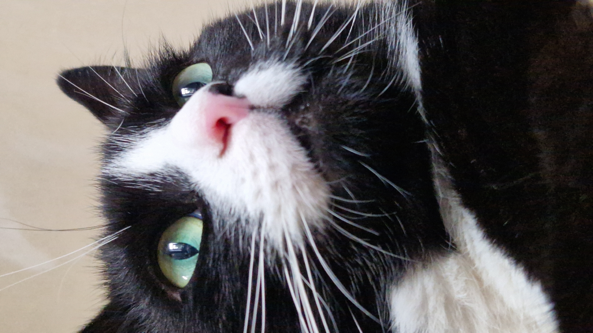 This is a close-up, low-angle, eye-level shot of a black and white tuxedo cat's face. The cat has bright green eyes, a pink nose, and white whiskers. The background is a neutral, light beige color. The image is cropped tightly on the cat's face, with its ears and a portion of its chest visible. There are no other subjects, objects, or environmental details visible, and no specific location in Riga, Latvia can be determined.