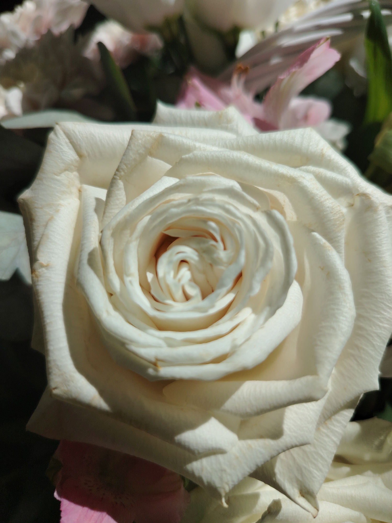 This is a close-up, high-angle shot of a white rose bloom, its petals unfurling in concentric circles towards the center. The petals are a creamy white, with subtle hints of yellow and light brown discoloration near the edges, suggesting the flower is mature or has been exposed to sunlight. Shadows cast by the petals create a dramatic play of light and dark across the bloom. In the background, out-of-focus flowers in shades of pink, white, and green are visible, adding depth to the composition. The overall impression is one of delicate beauty and natural elegance. The image does not contain any visible text. The provided location context of Saint Petersburg, Russia, does not offer specific visual cues within the image itself, such as architecture or distinct flora. The lighting suggests it could be daytime, possibly a sunny day given the sharp shadows.